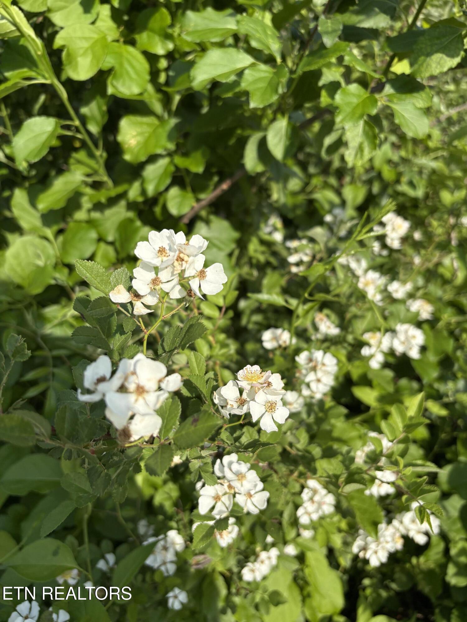Lot 60 Saddleridge Drive Speedwell TN 37870