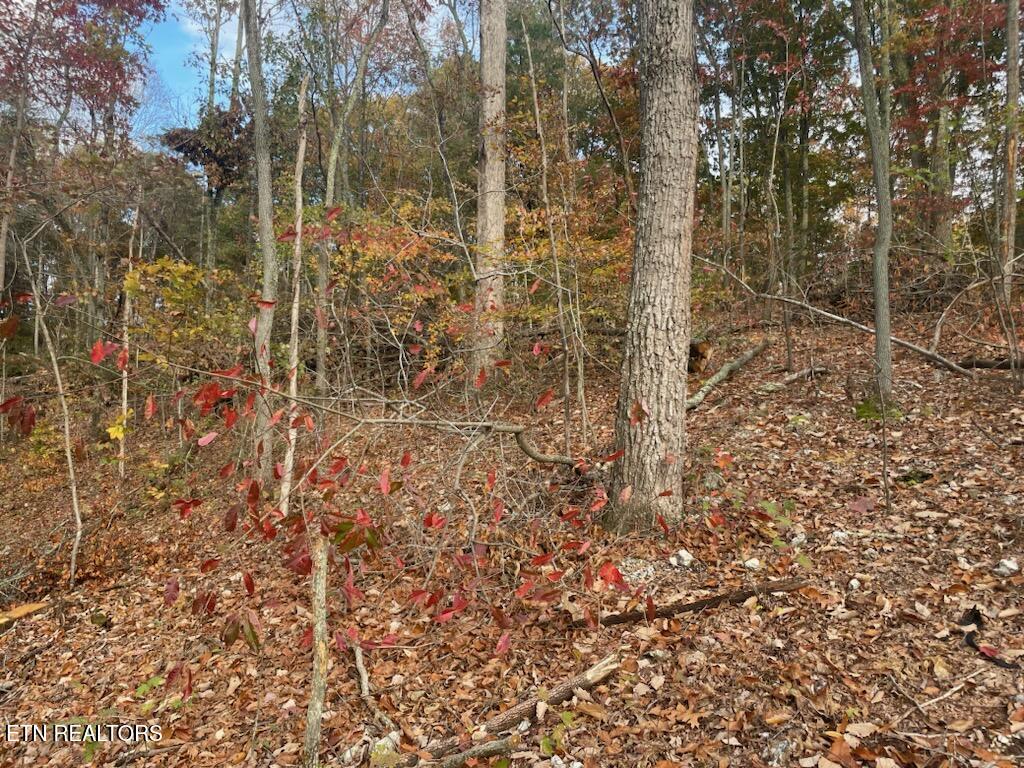 Cedar Grove Road Loudon TN 37774