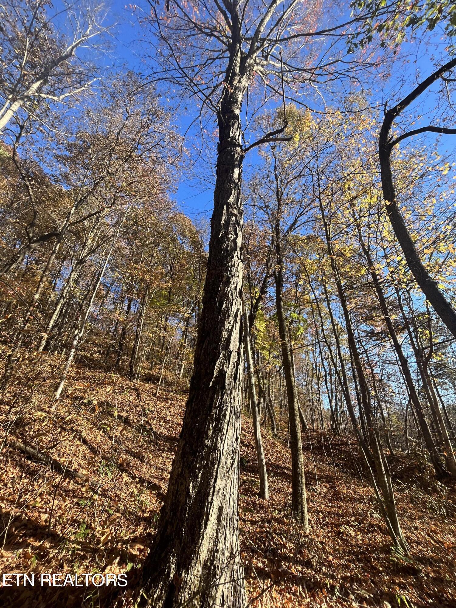 Hatfield Creek Road Newcomb TN 37819