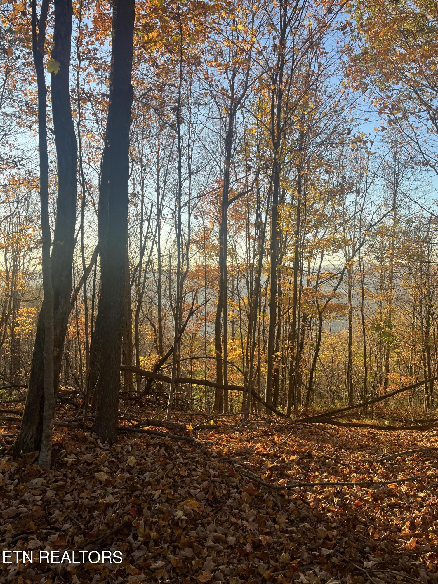 Hatfield Creek Road Newcomb TN 37819
