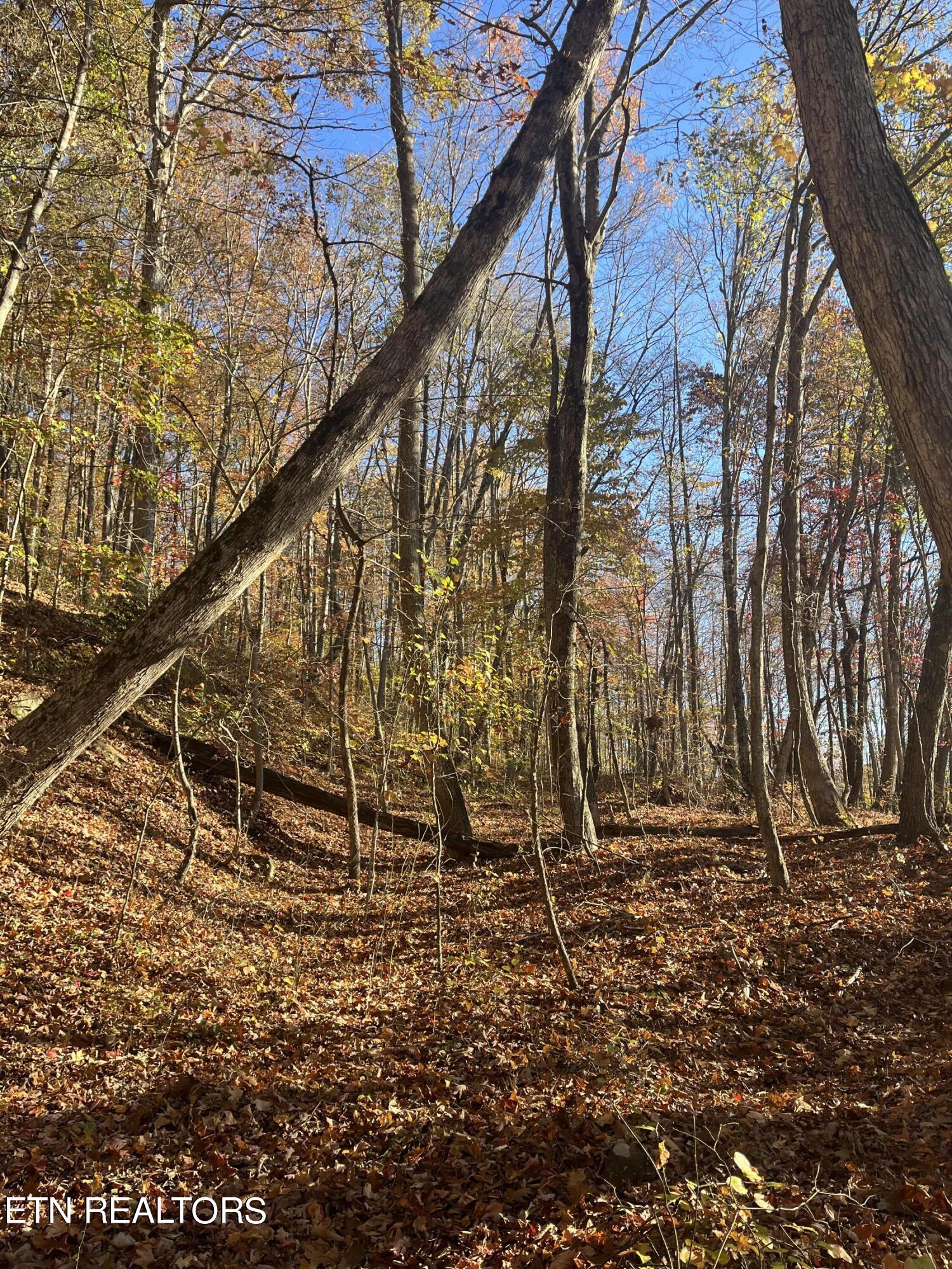 Hatfield Creek Road Newcomb TN 37819