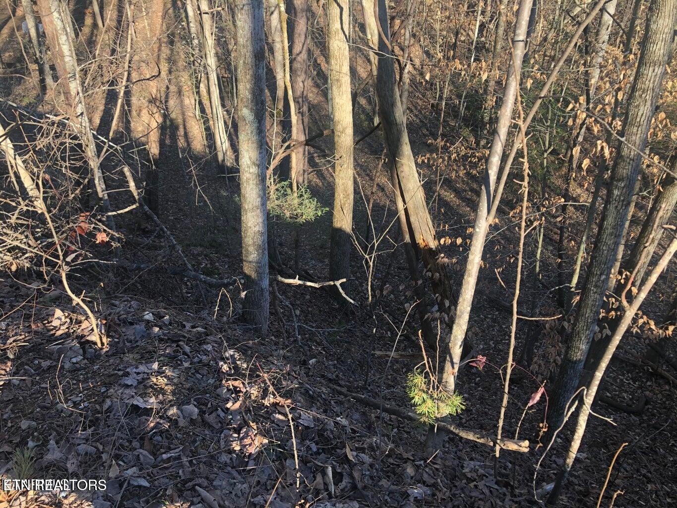 Yellowwood Drive Sevierville TN 37876