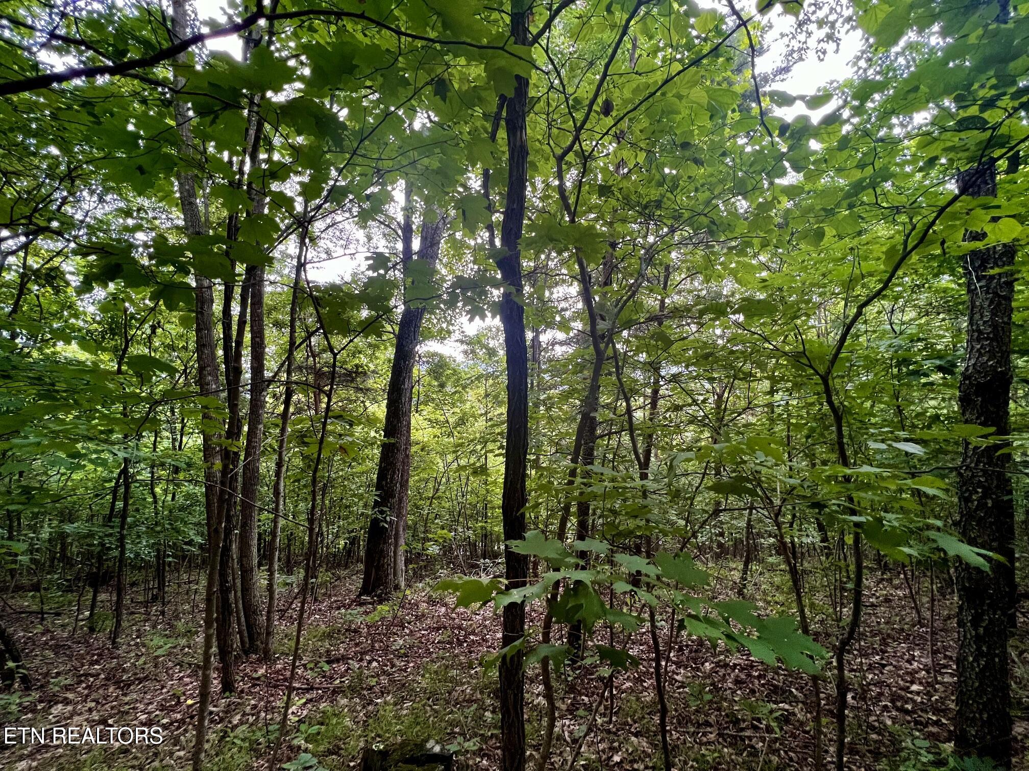 Lot 212 Clinch View Road New Tazewell TN 37825