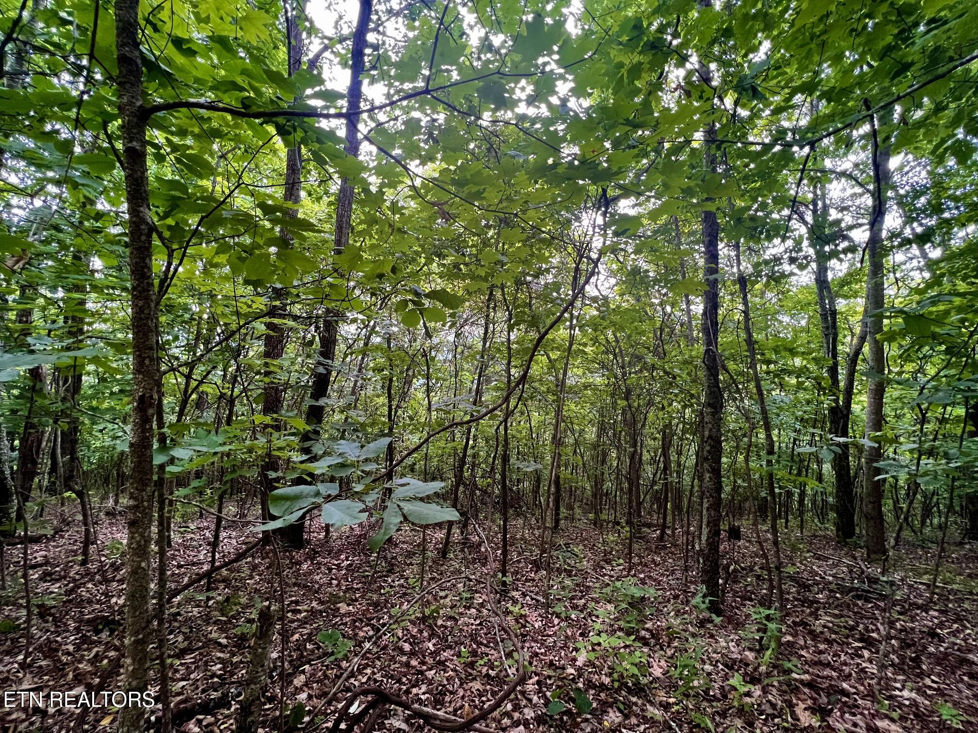 Lot 212 Clinch View Road New Tazewell TN 37825