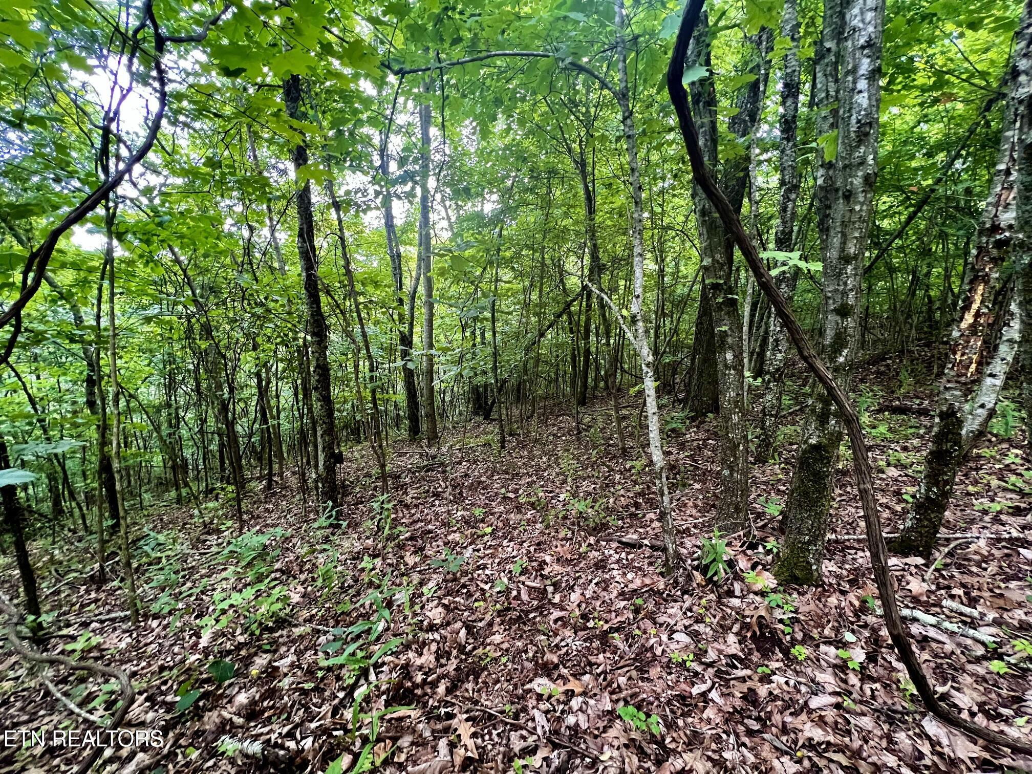 Lot 212 Clinch View Road New Tazewell TN 37825
