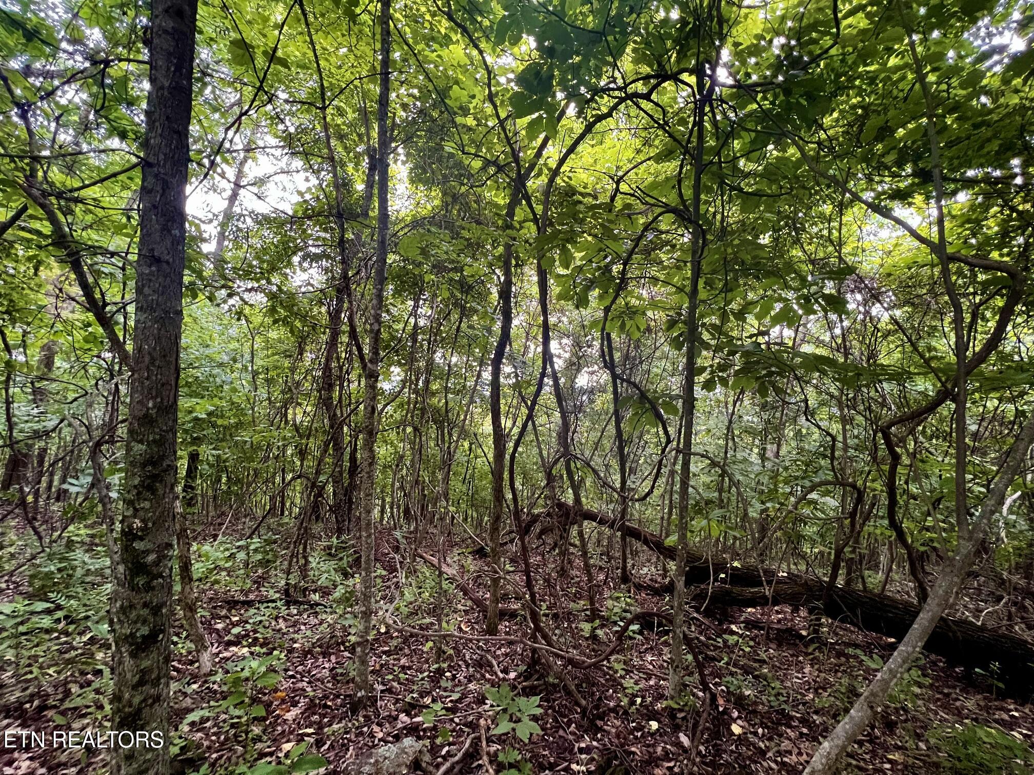 Lot 212 Clinch View Road New Tazewell TN 37825