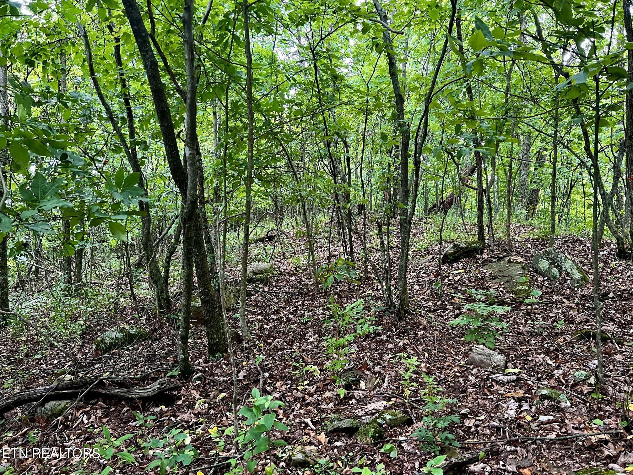Lot 212 Clinch View Road New Tazewell TN 37825