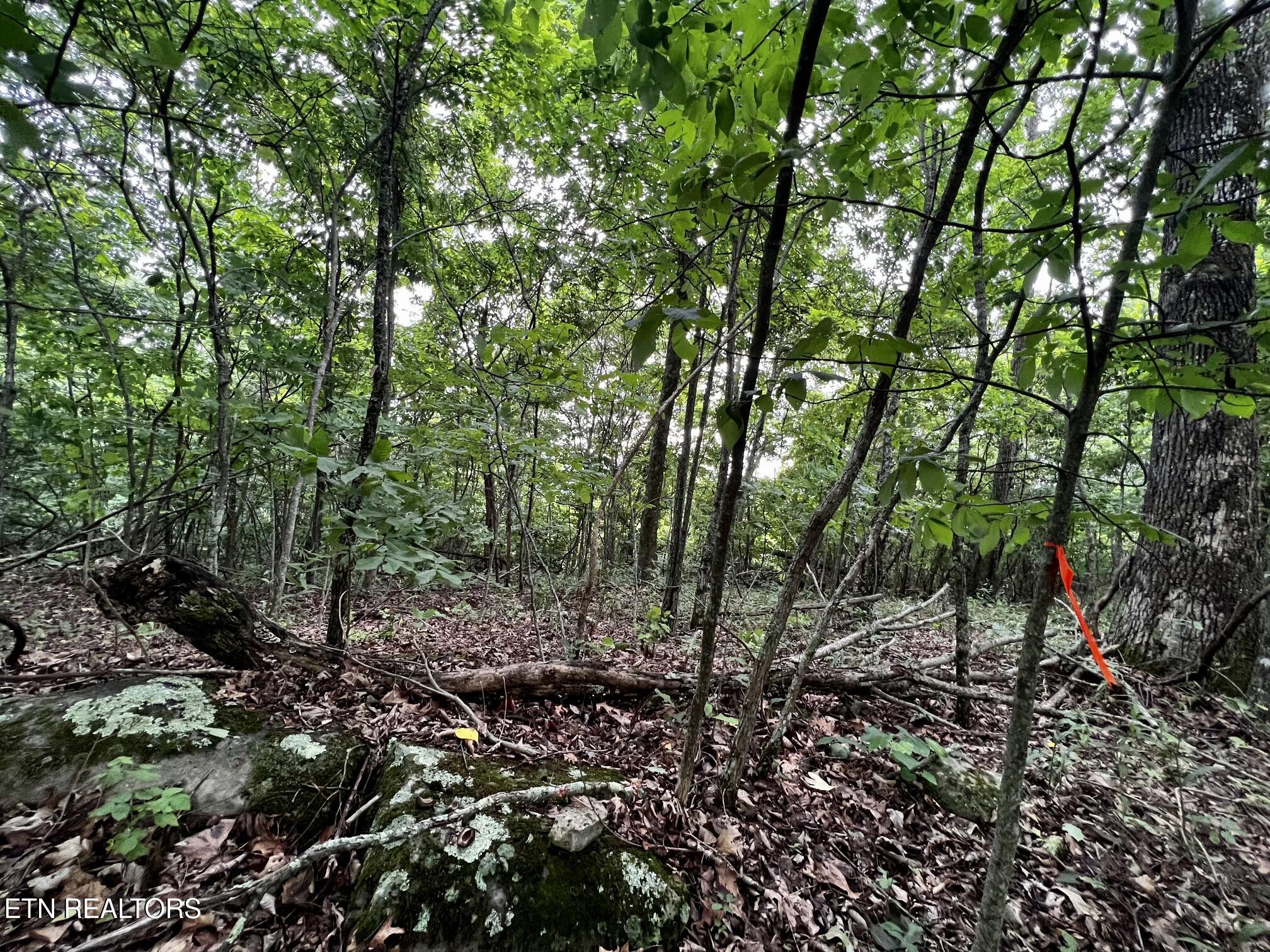 Lot 212 Clinch View Road New Tazewell TN 37825