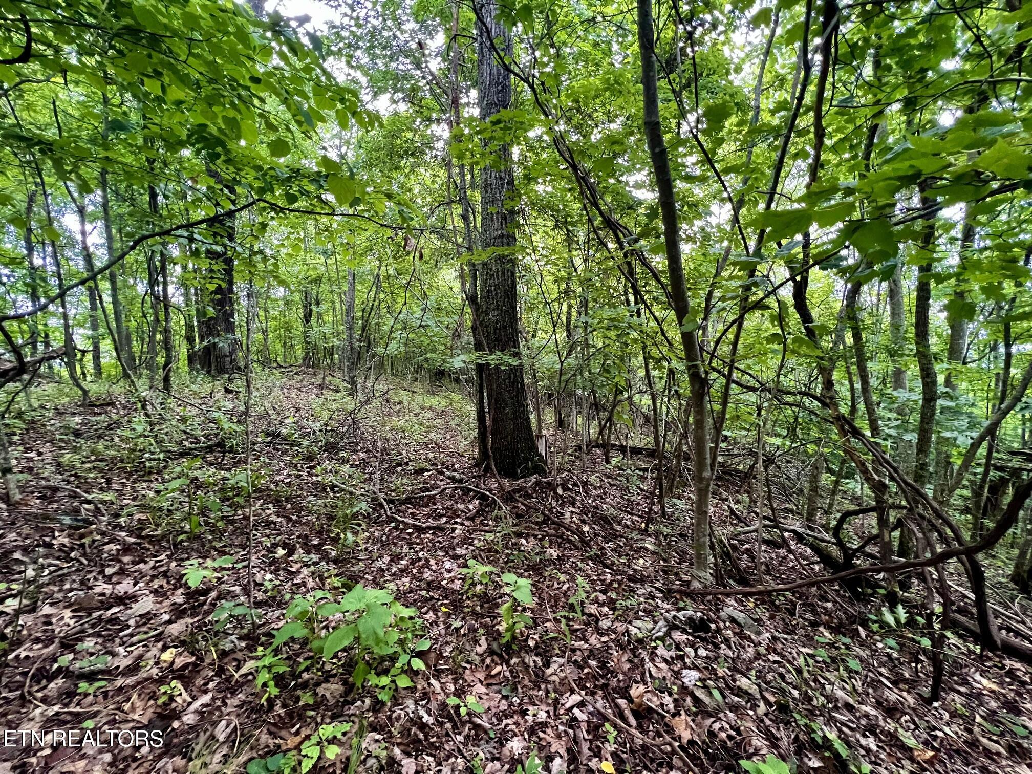 Lot 212 Clinch View Road New Tazewell TN 37825