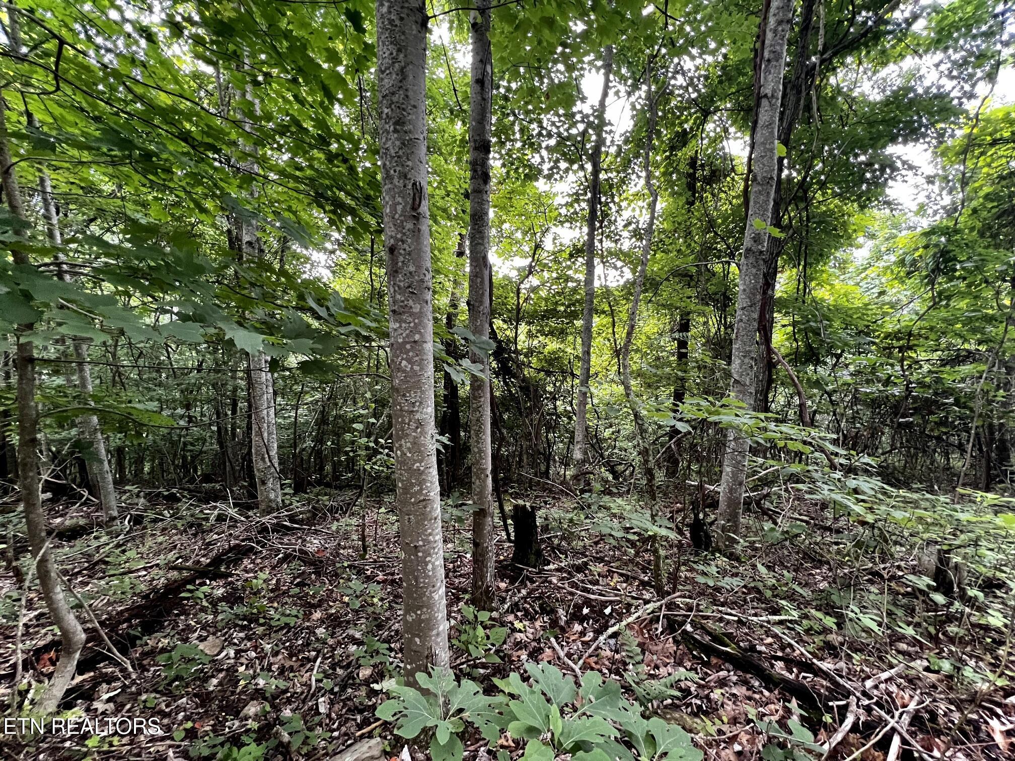 Lot 212 Clinch View Road New Tazewell TN 37825