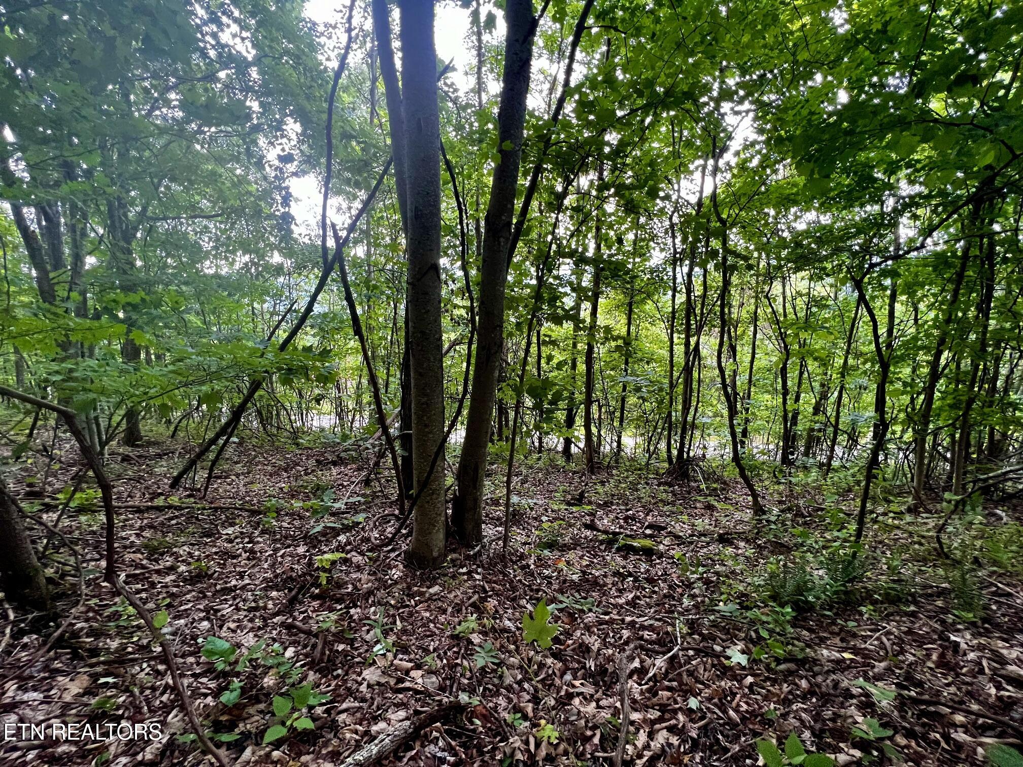 Lot 212 Clinch View Road New Tazewell TN 37825