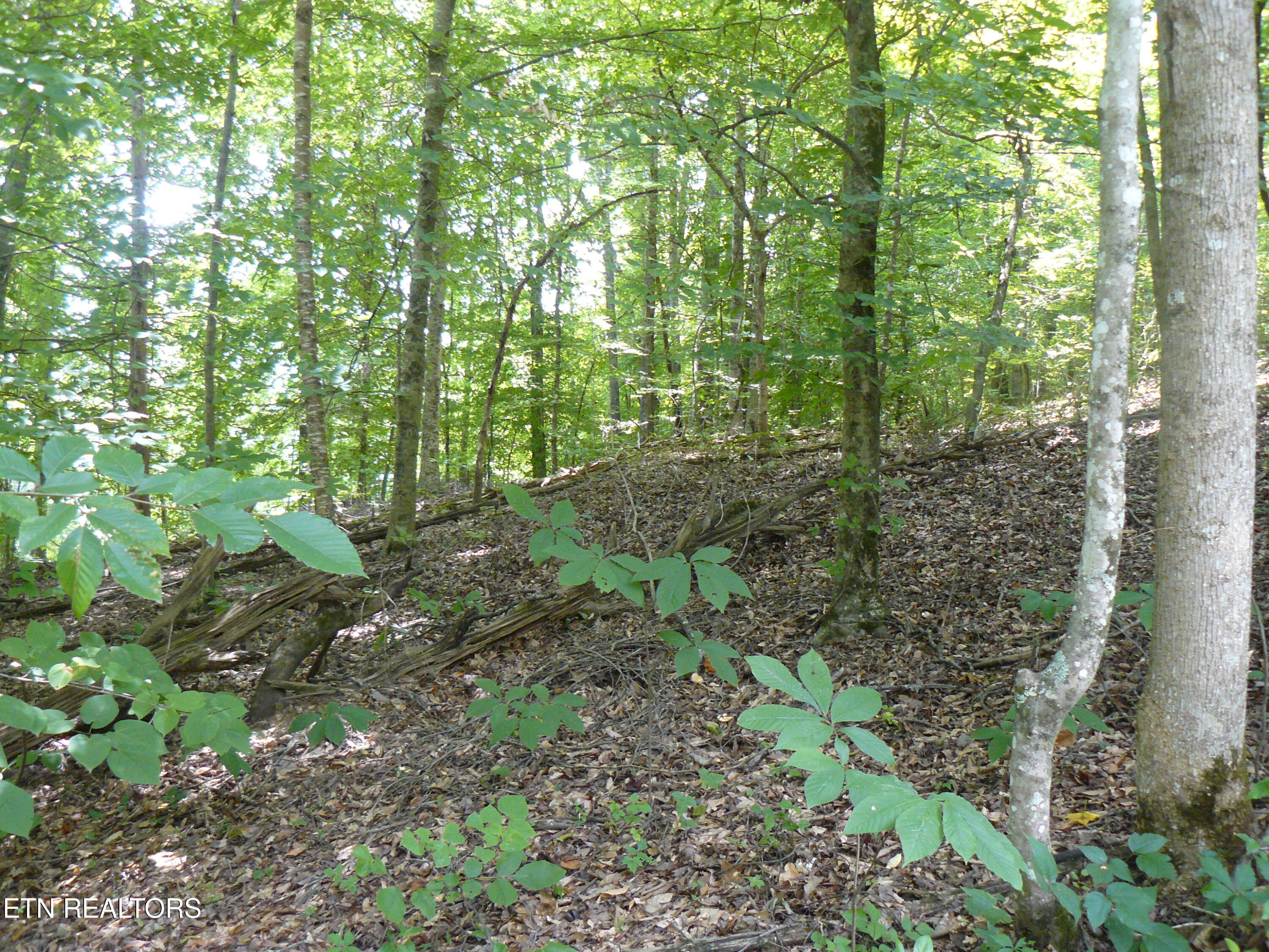 Tanglewood Road Sharps Chapel TN 37866