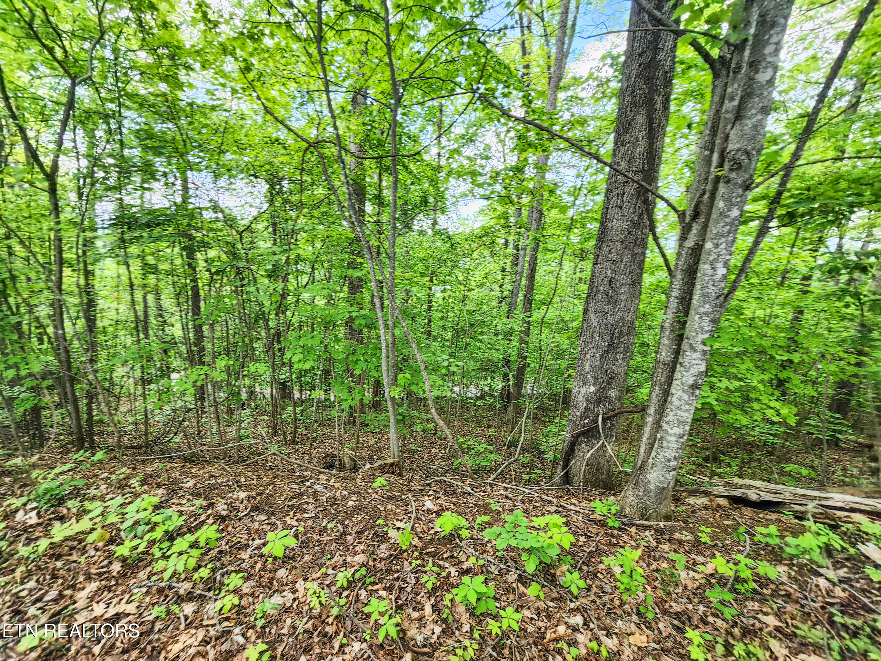 208 Sara Lane Maynardville TN 37807