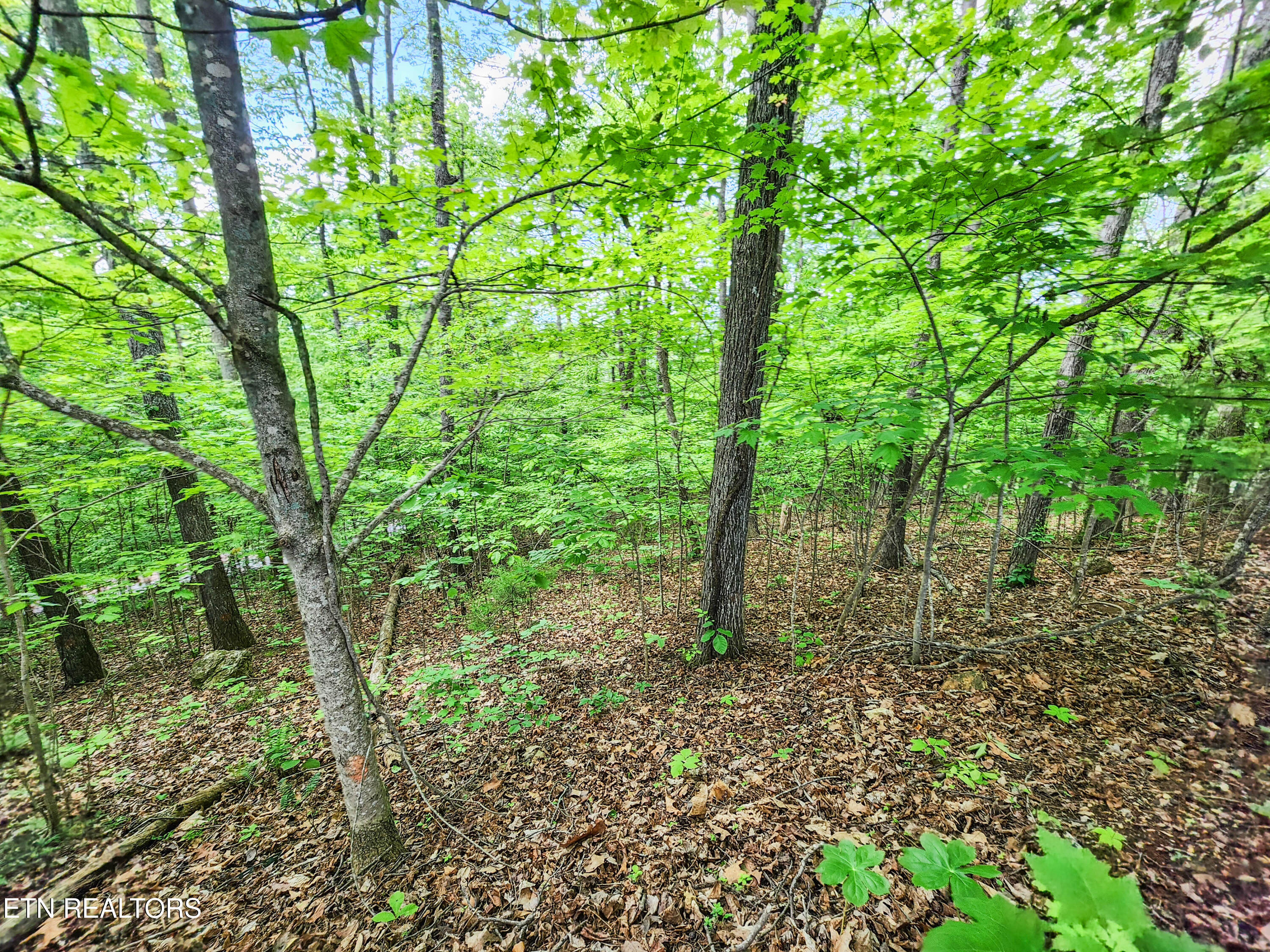 208 Sara Lane Maynardville TN 37807