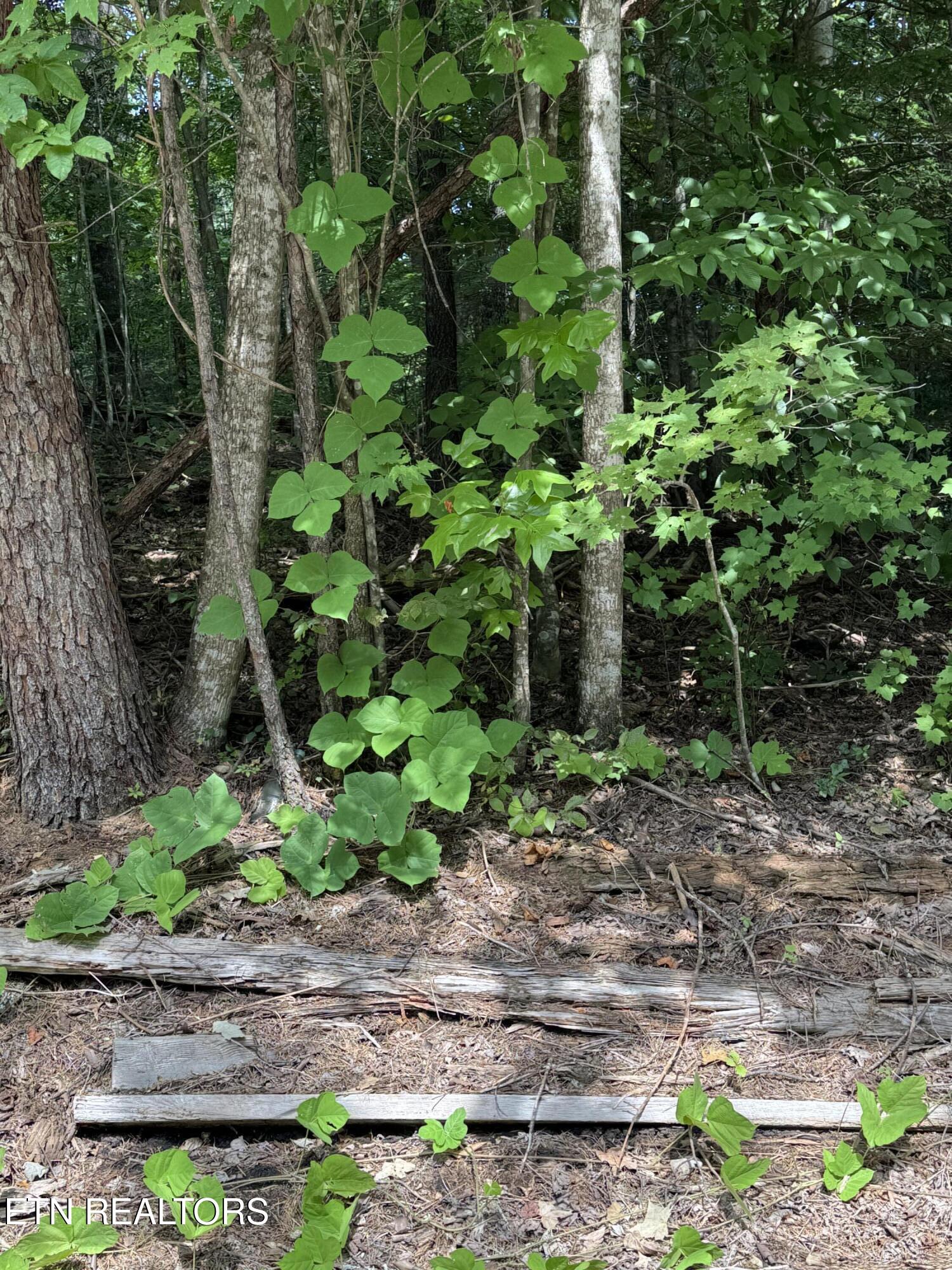 S. B. Ogle Sevierville TN 37876
