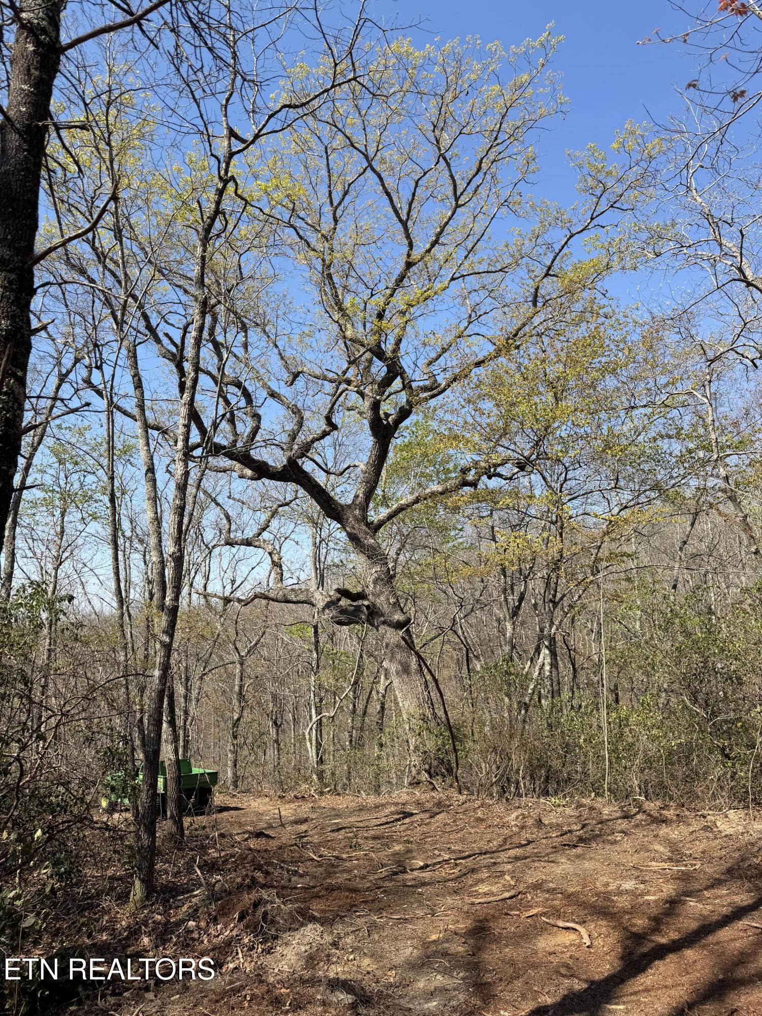 Coon Hollow Road Sunbright TN 37872