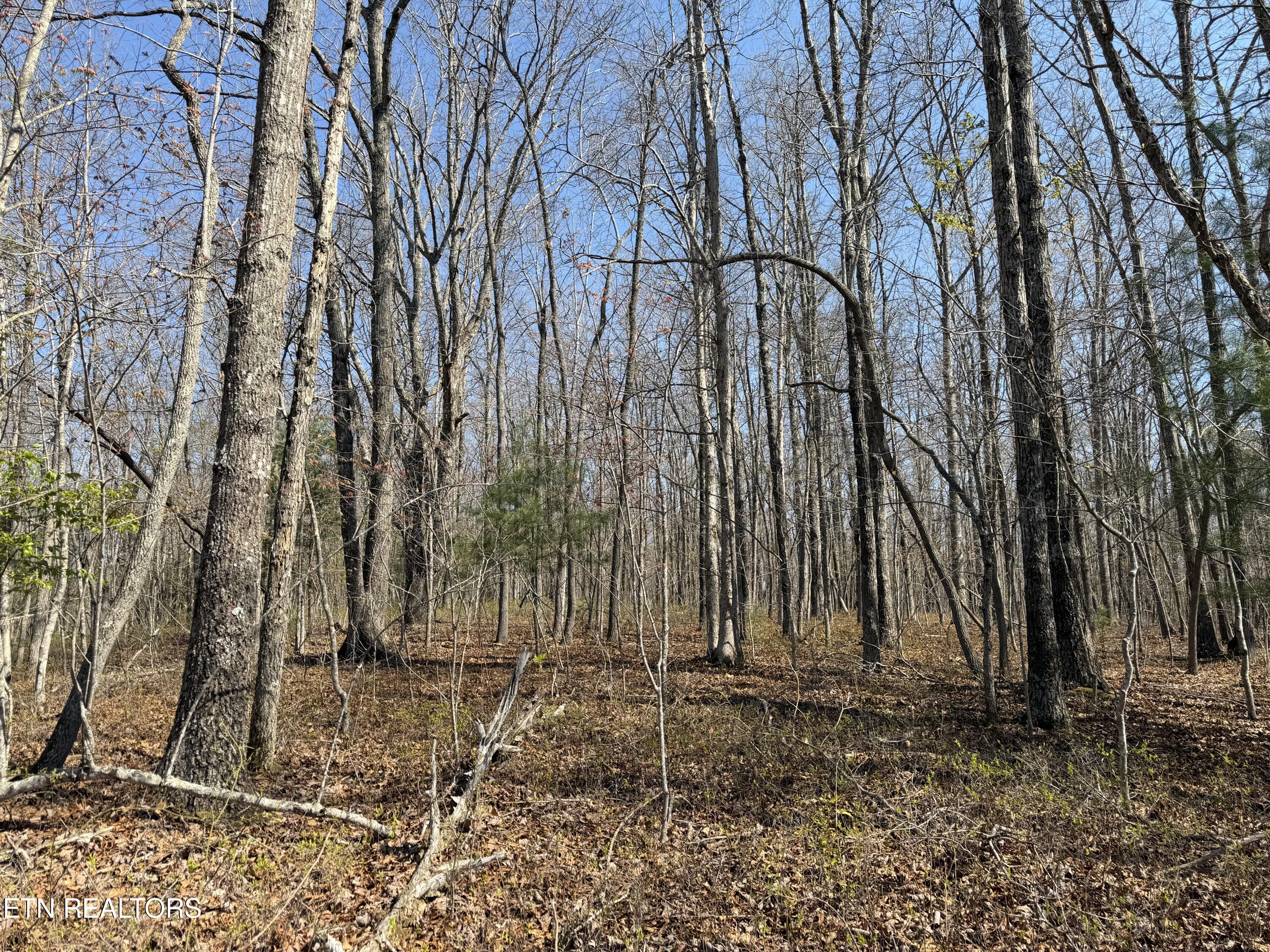 Coon Hollow Road Sunbright TN 37872