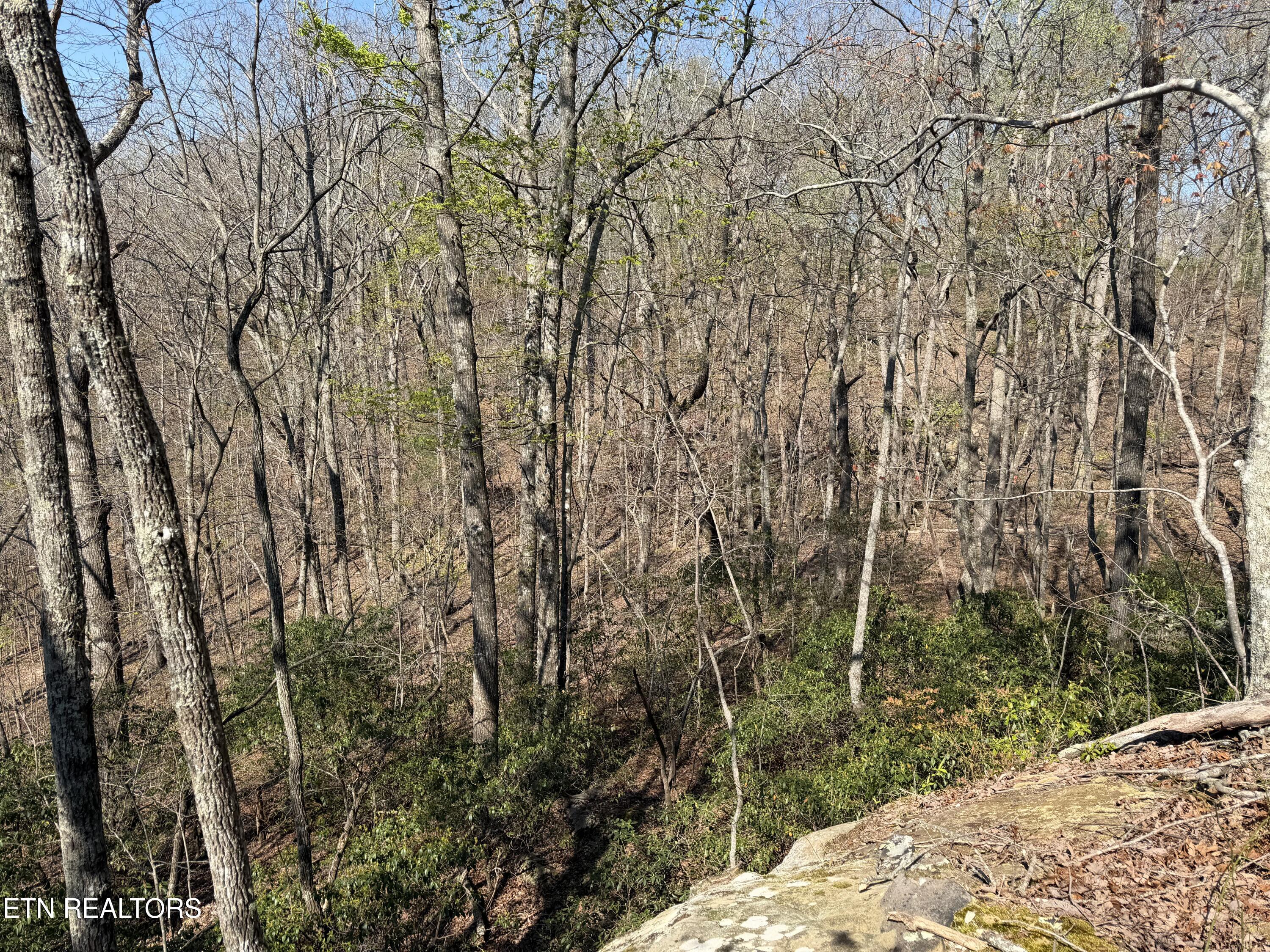 Coon Hollow Road Sunbright TN 37872