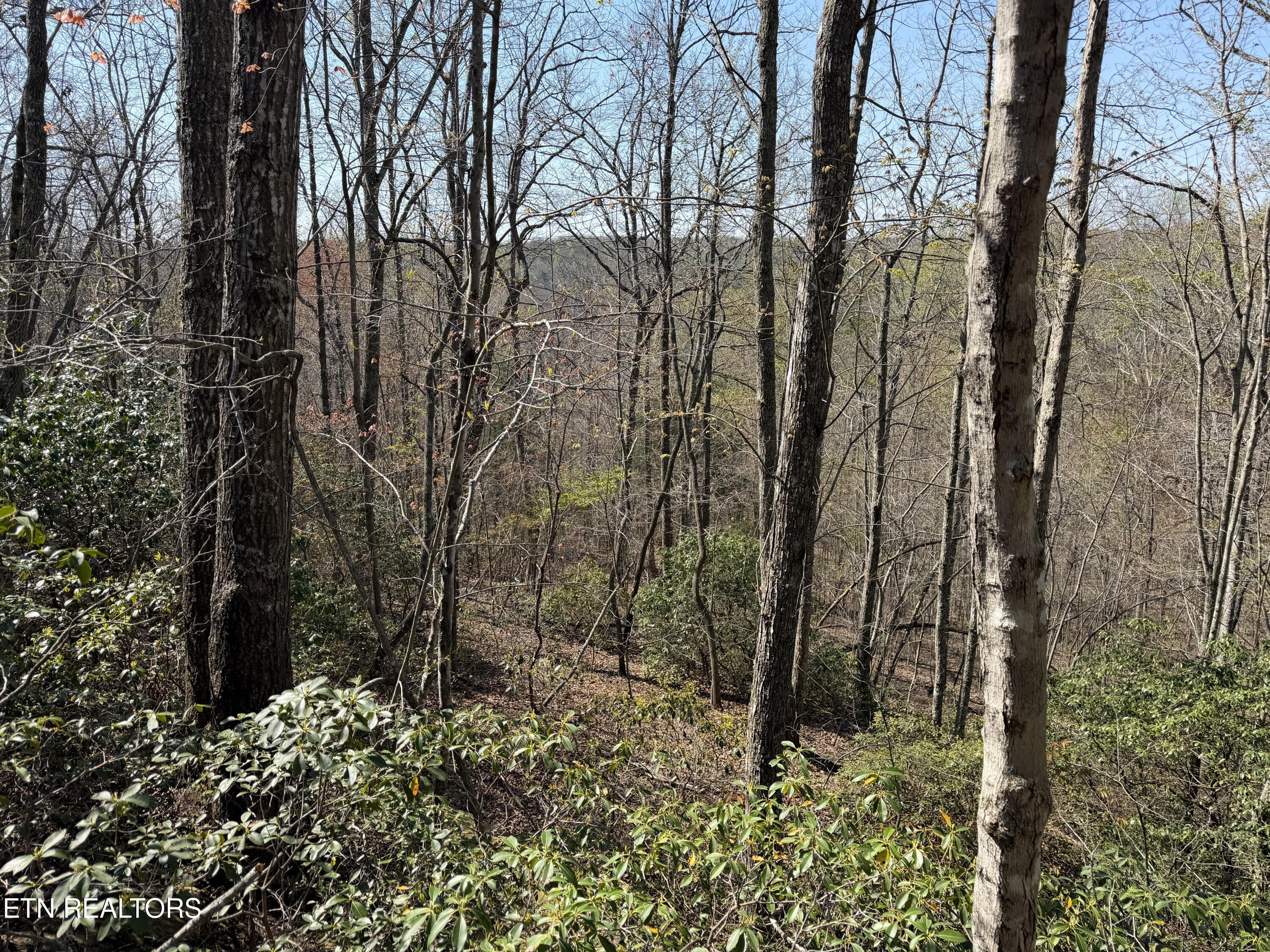 Coon Hollow Road Sunbright TN 37872