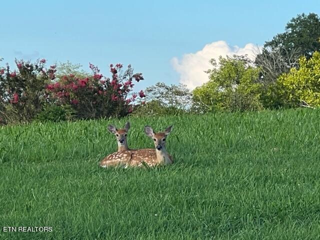 Grande Vista Drive Rockwood TN 37854