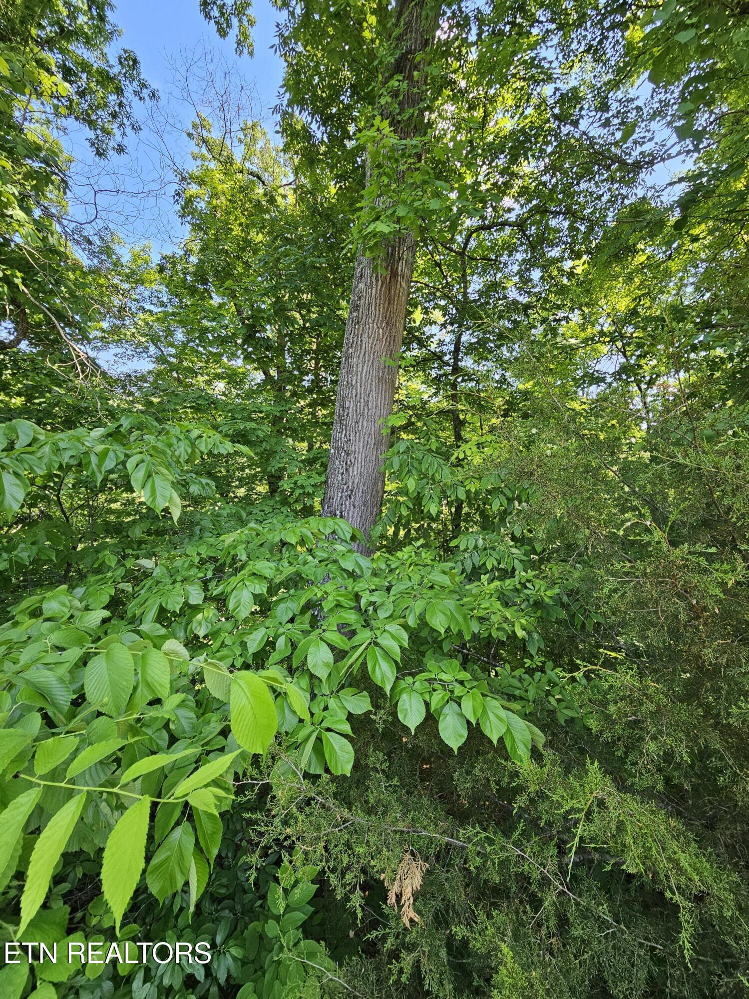 Lot 15 Saddleback Way Sevierville TN 37862