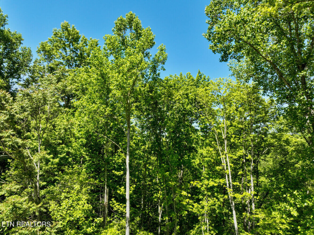 Lot 162 Crestwood Drive Speedwell TN 37870