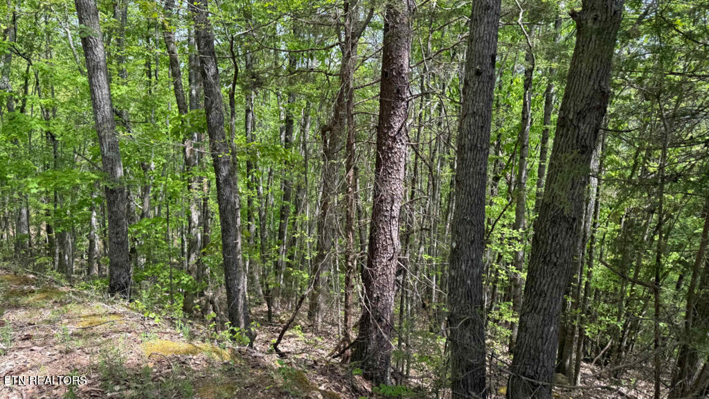 285 Highlands Bluff Tellico Plains TN 37385