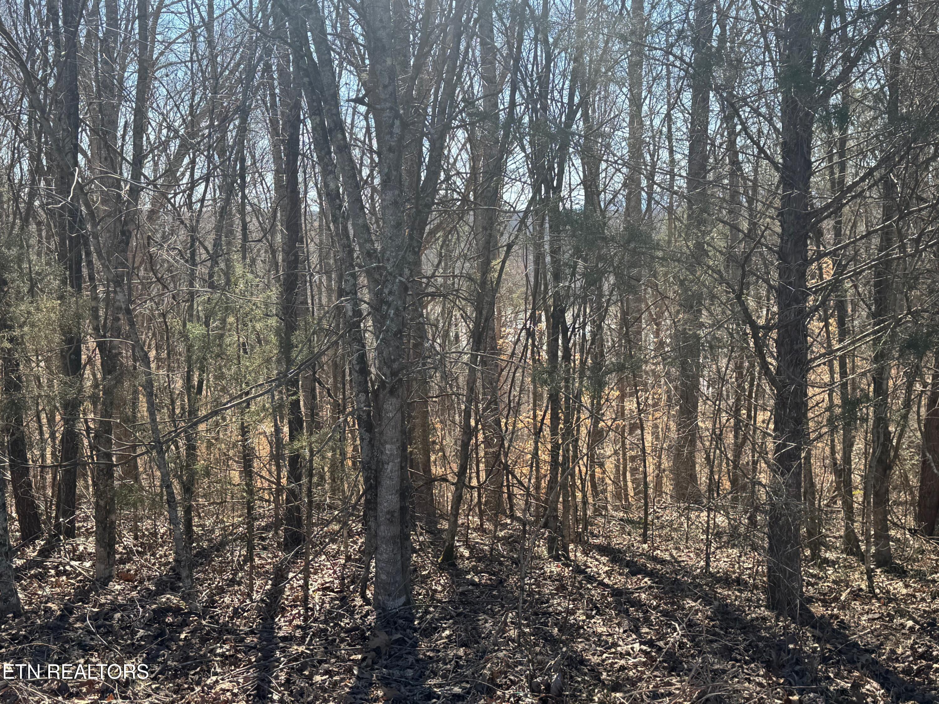 Lot 71 Saddle Ridge Drive Speedwell TN 37870