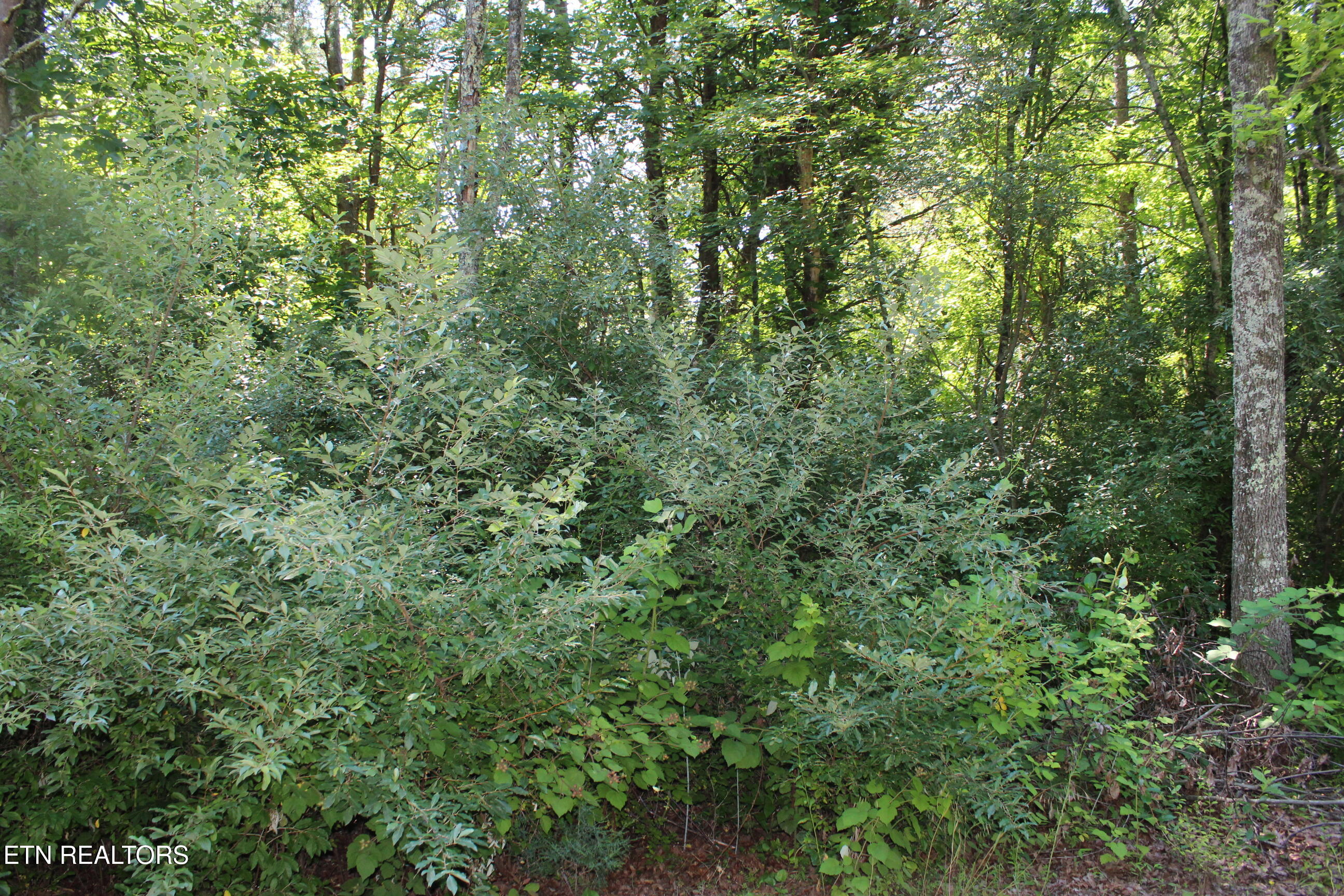 Goney Road Grimsley TN 38565