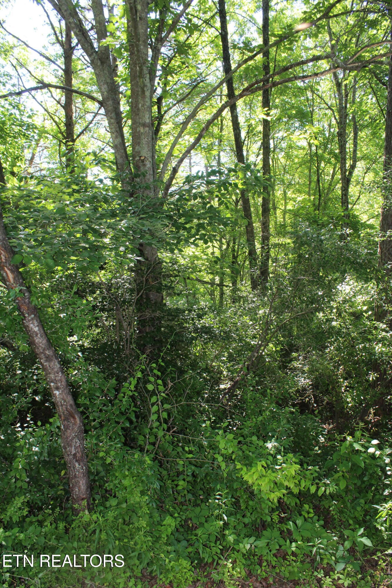 Goney Road Grimsley TN 38565