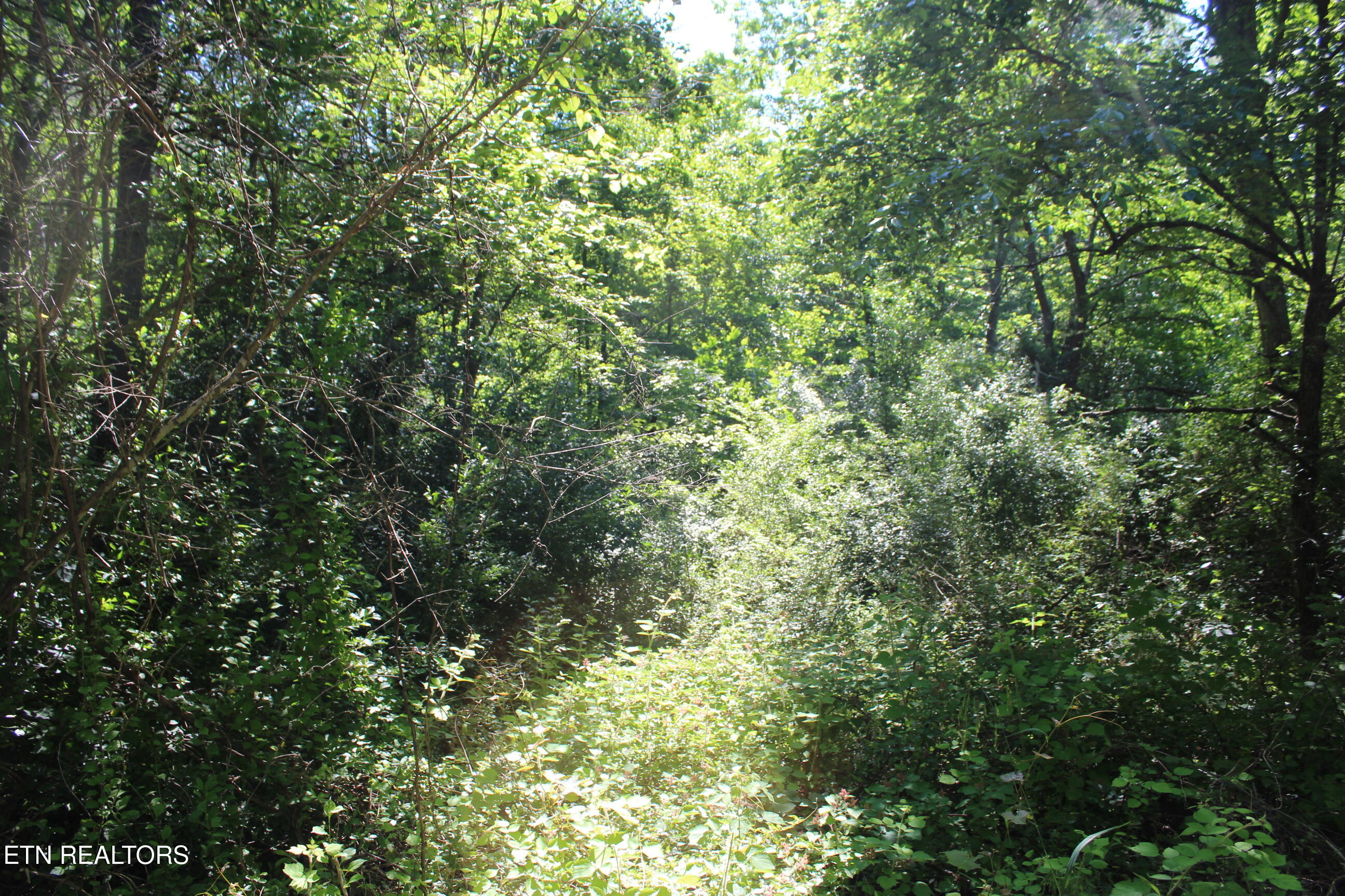 Goney Road Grimsley TN 38565