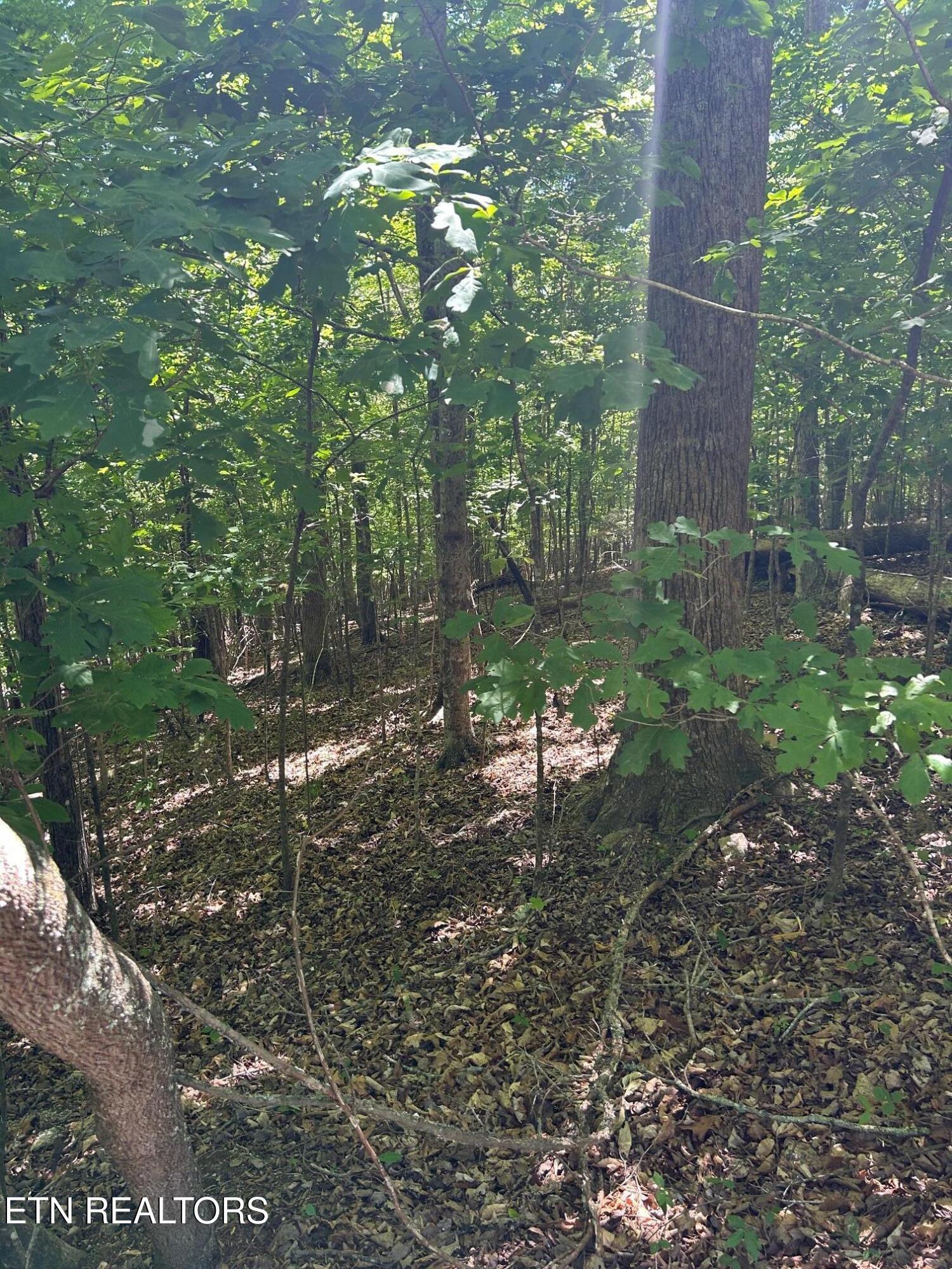 Lot 63 Stoney Rock Lane Jacksboro TN 37757