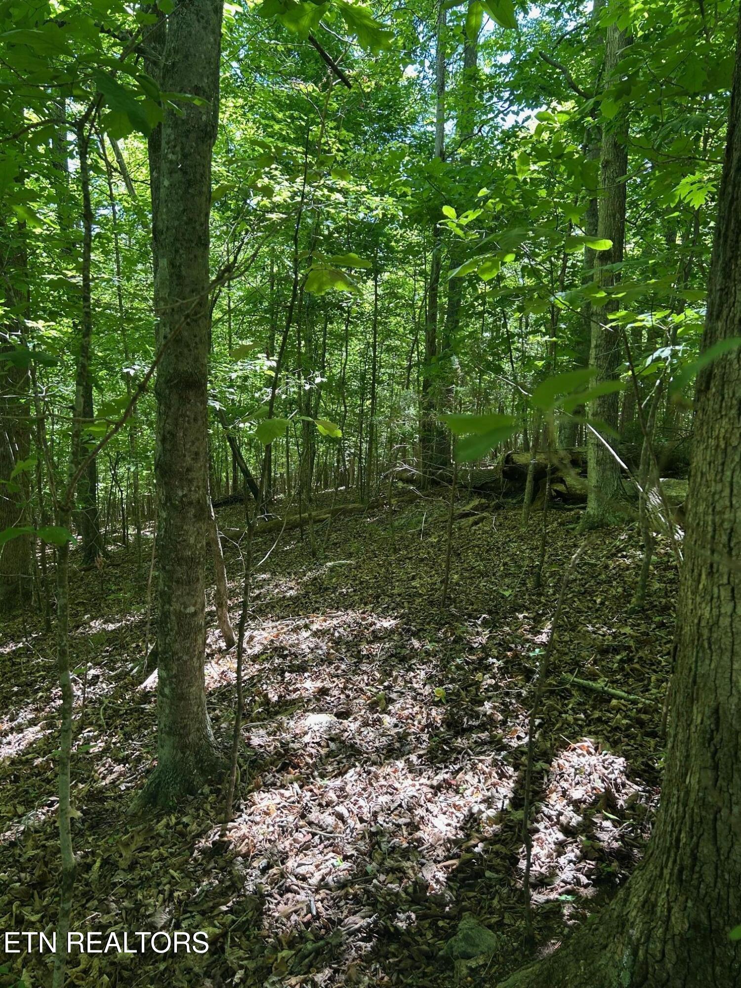 Lot 63 Stoney Rock Lane Jacksboro TN 37757