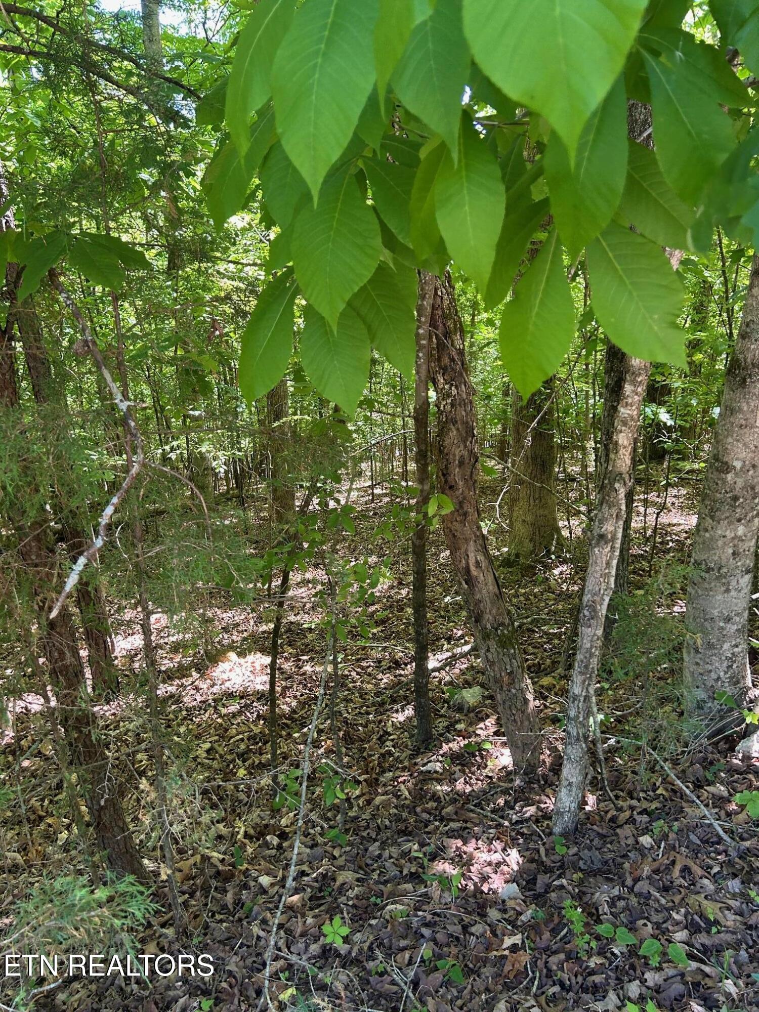 Lot 63 Stoney Rock Lane Jacksboro TN 37757