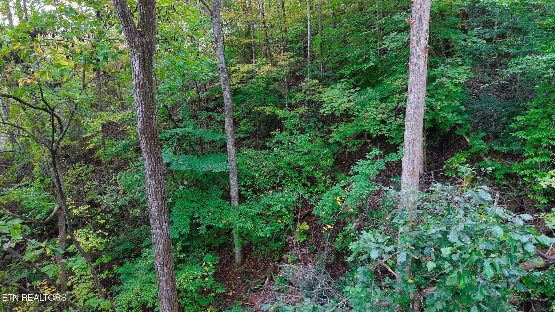 Williams Drive Maynardville TN 37807