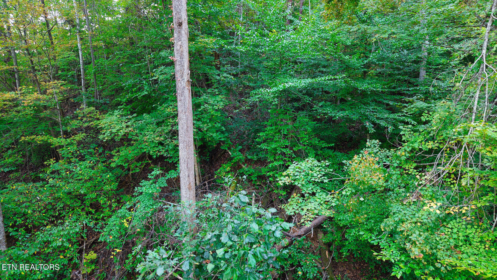 Williams Drive Maynardville TN 37807