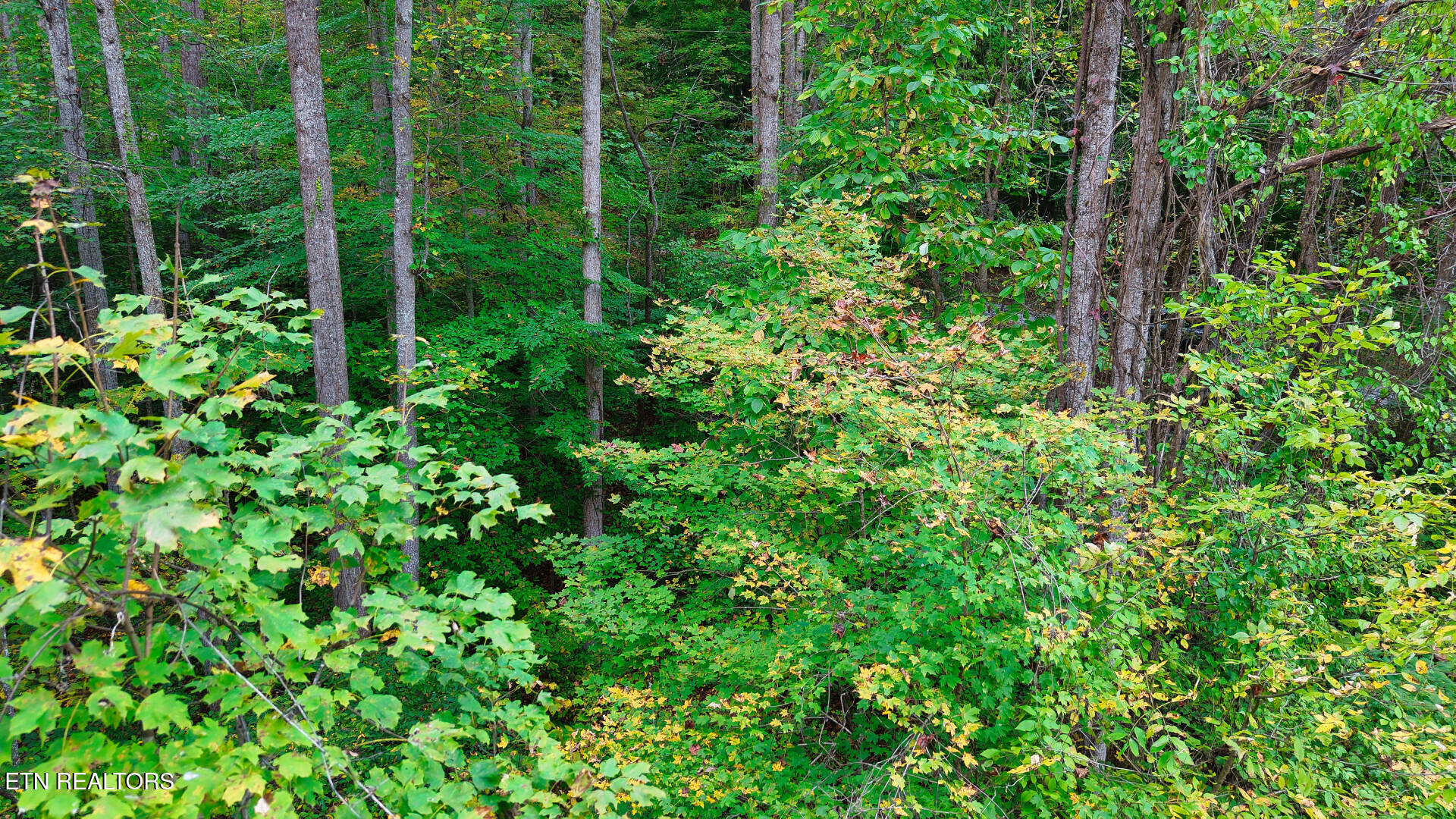Williams Drive Maynardville TN 37807