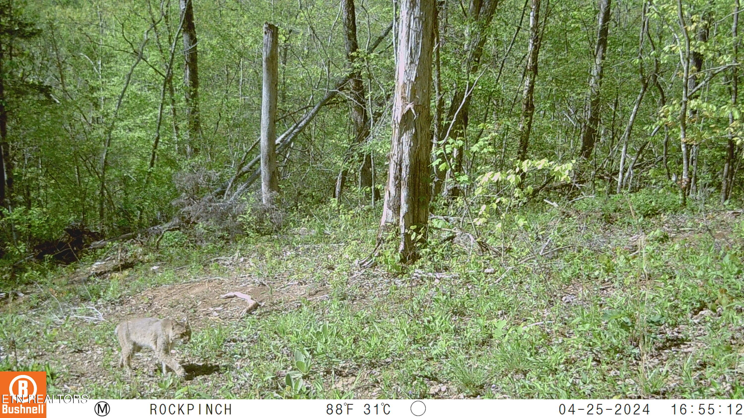 110 Braden Chapel Road Speedwell TN 37870