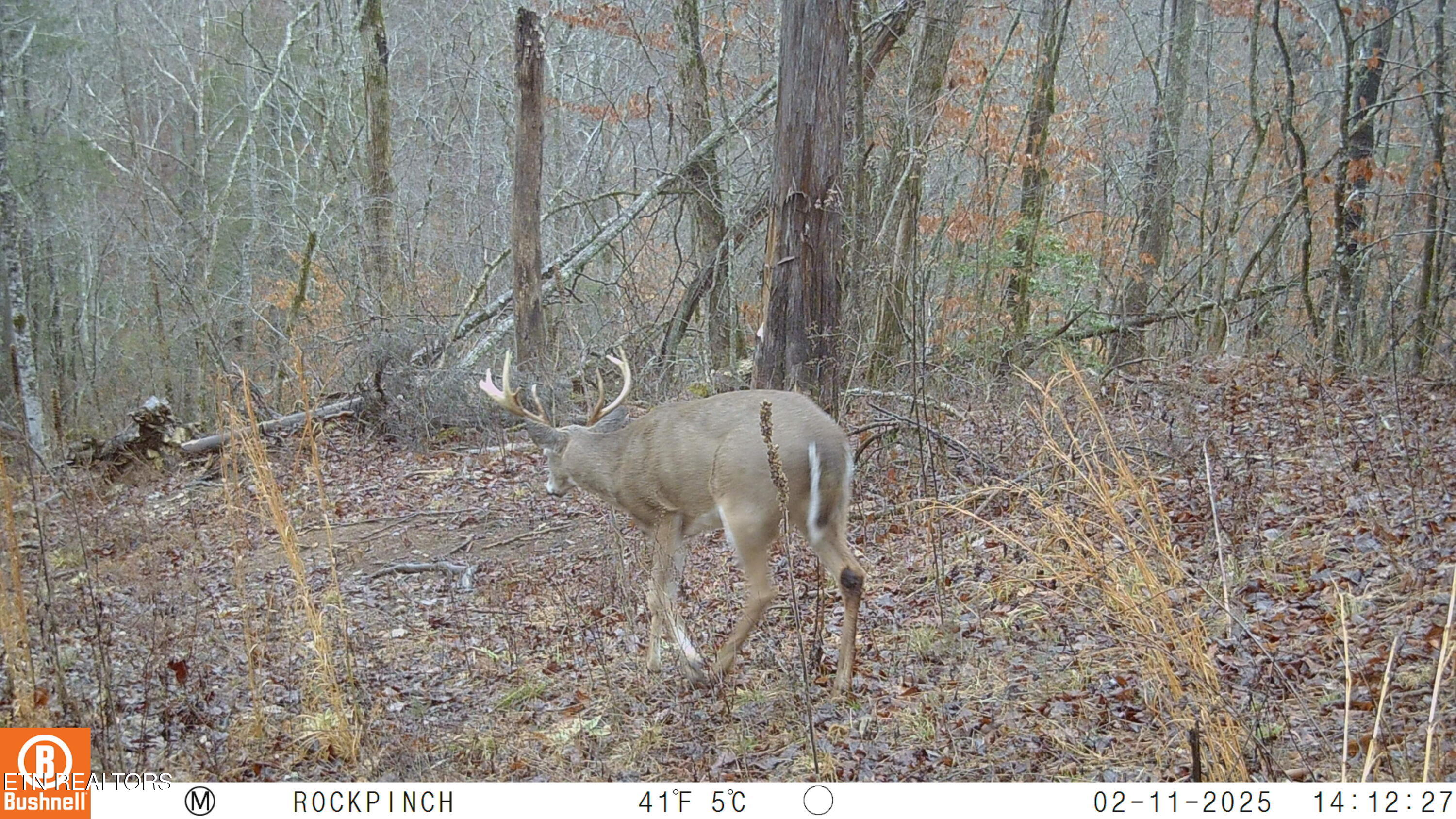 110 Braden Chapel Road Speedwell TN 37870