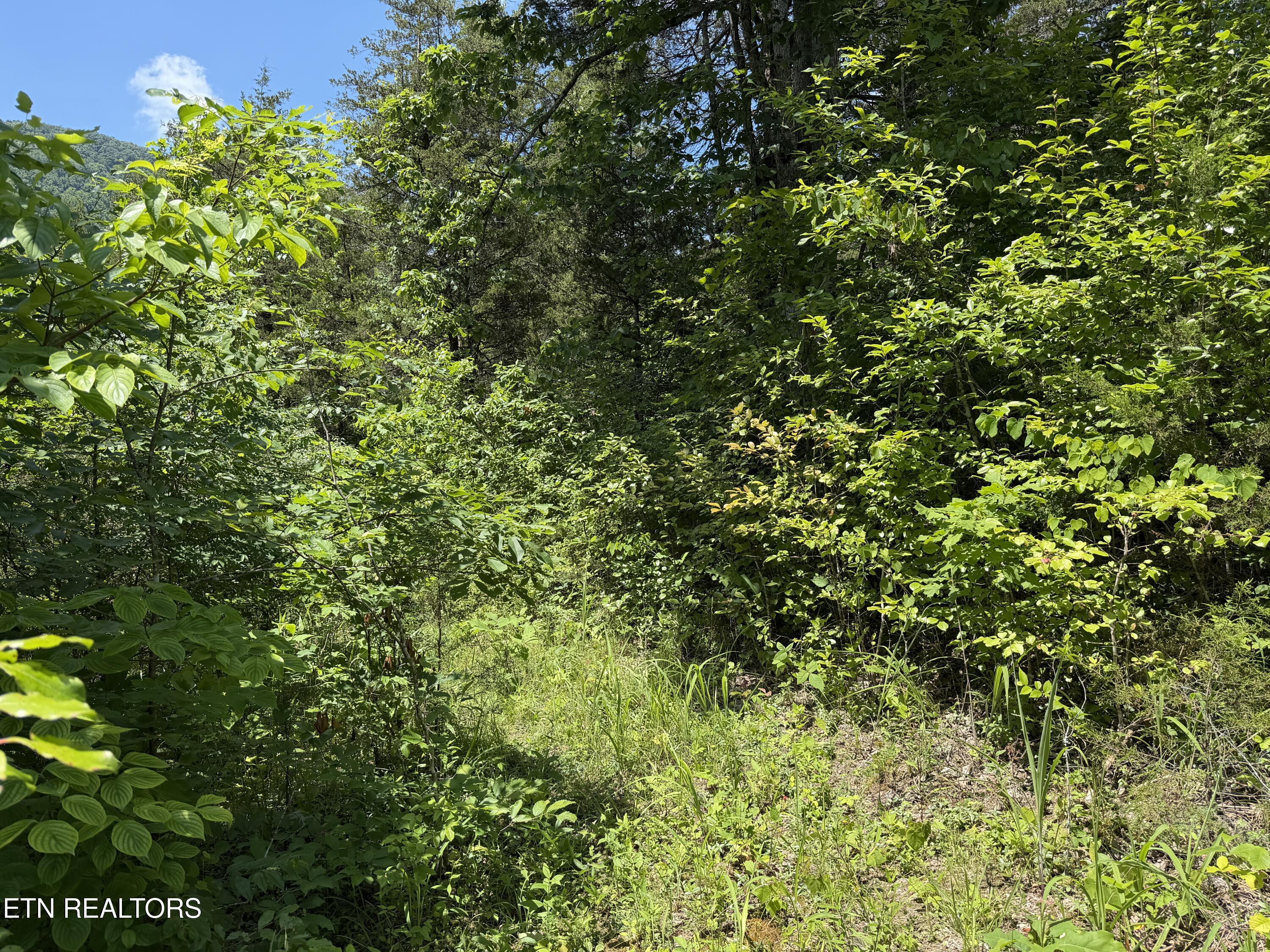 0 Mountain Shores Road Tazewell TN 37879