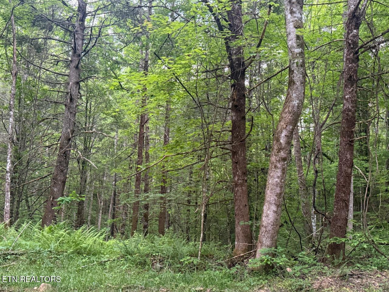 Big Four Road Lafollette TN 37766