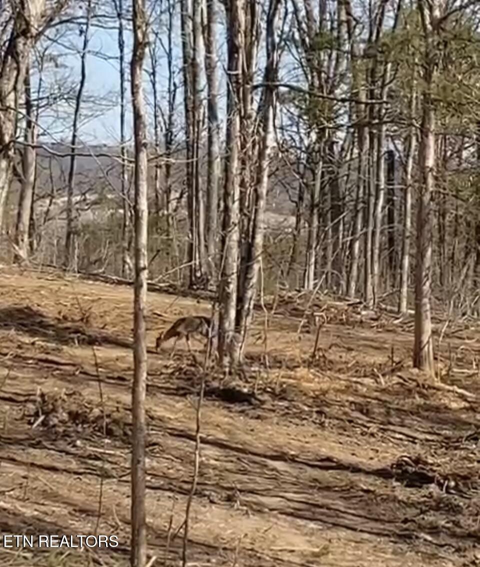 Wolfenbarger Tract 1 Luttrell TN 37779
