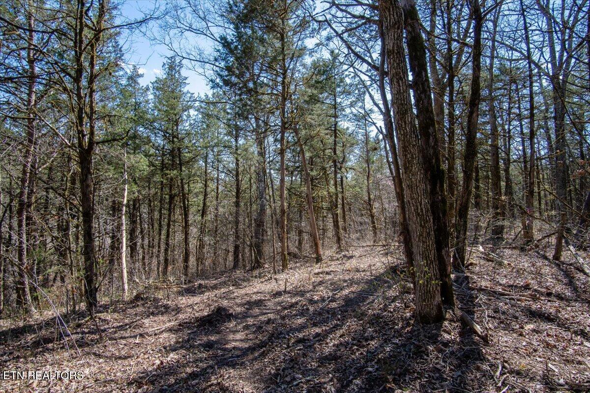Wolfenbarger Tract 1 Luttrell TN 37779