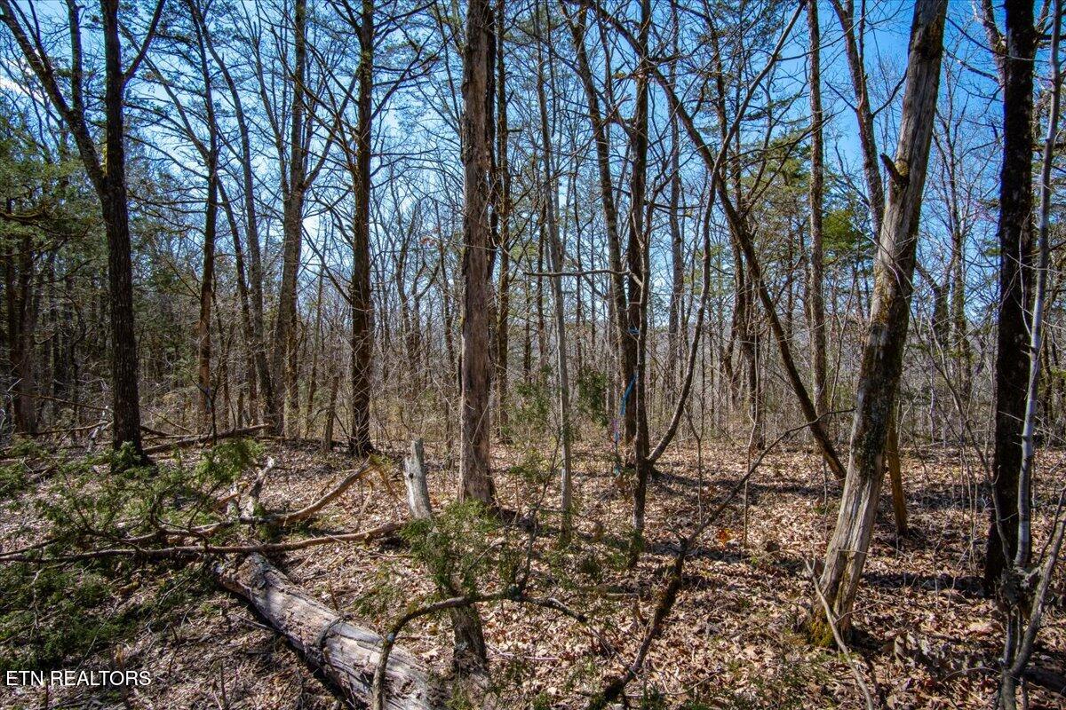 Wolfenbarger Tract 1 Luttrell TN 37779