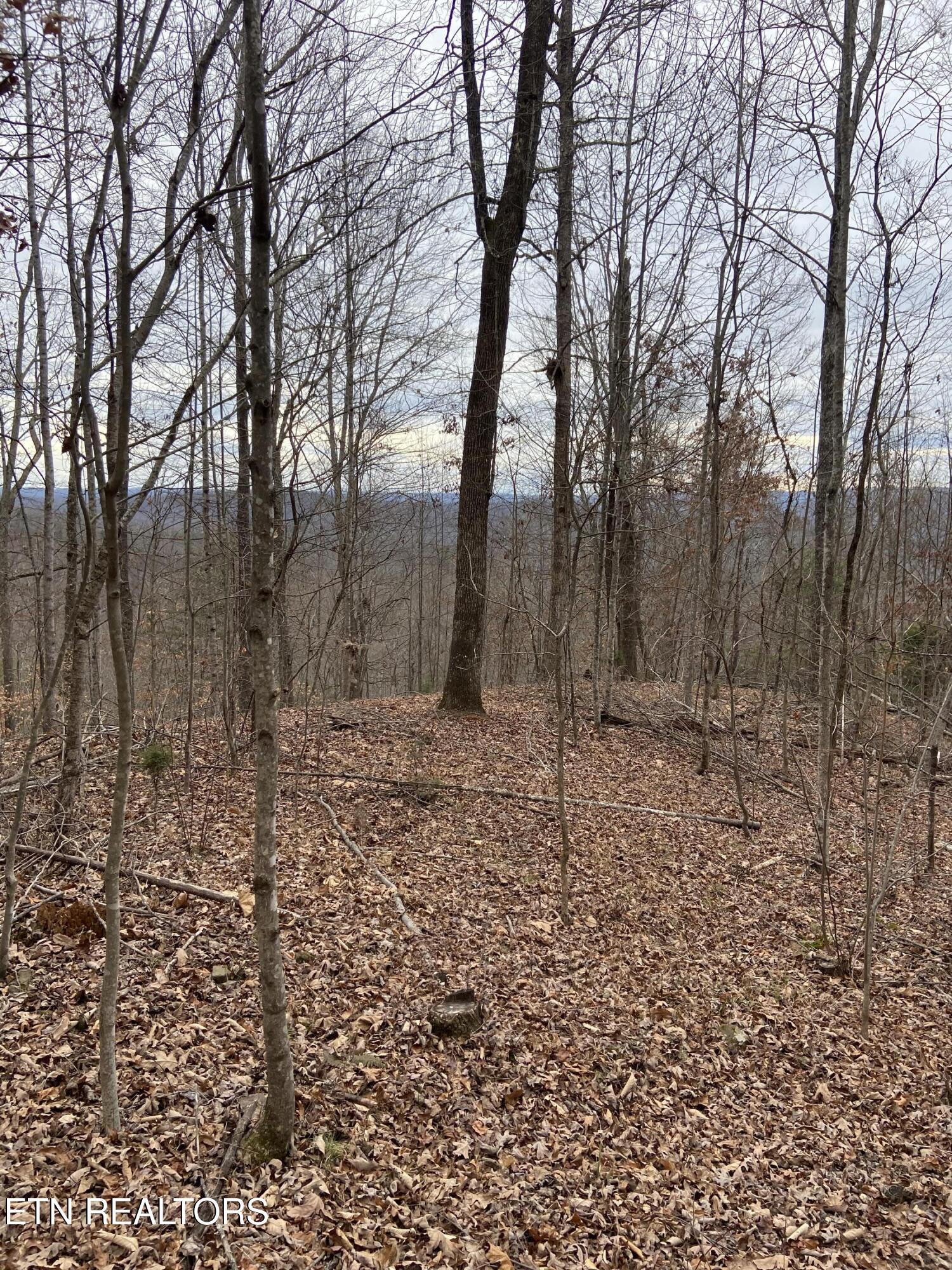 Timber Creek Road New Tazewell TN 37825