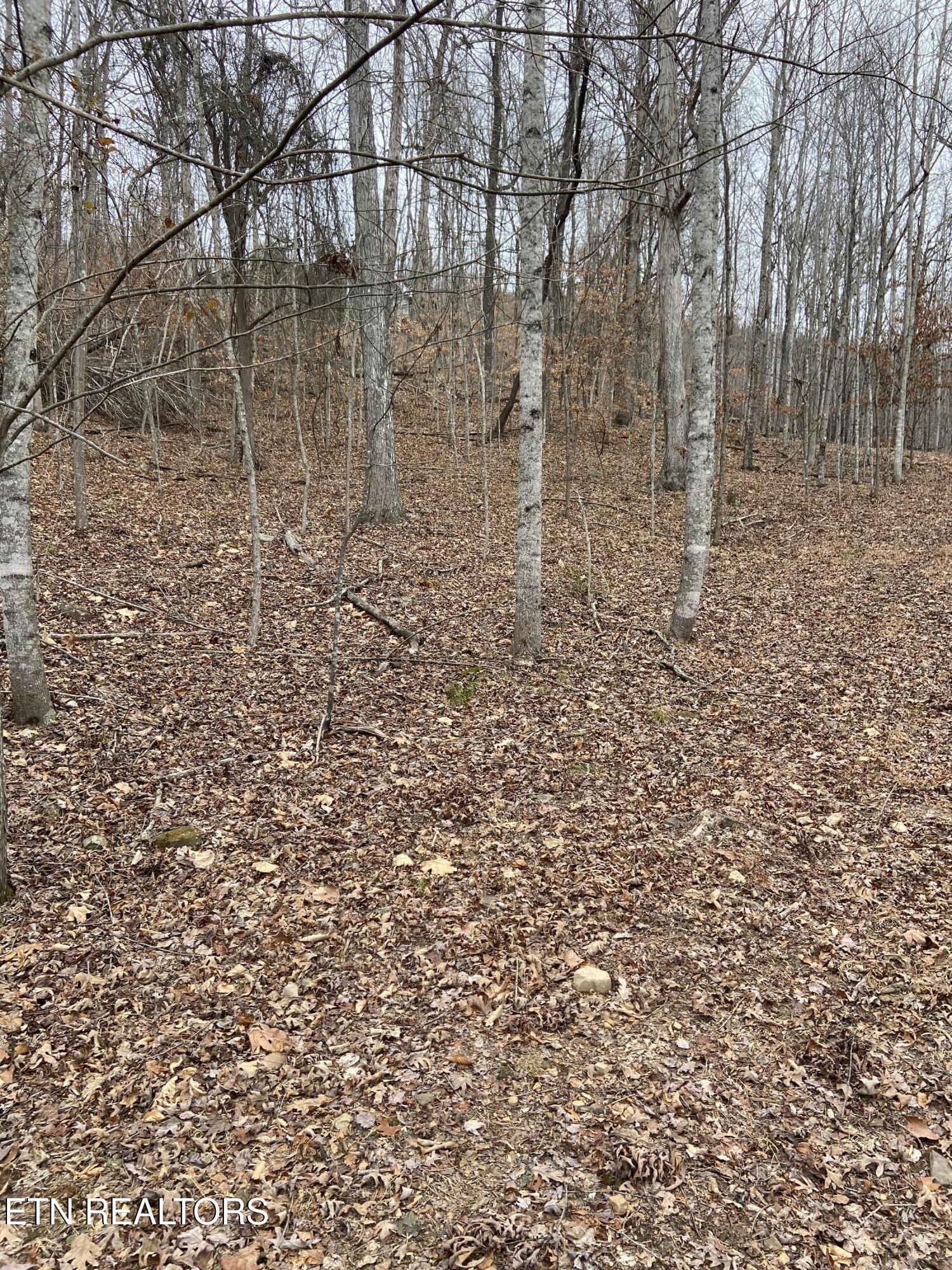 Timber Creek Road New Tazewell TN 37825