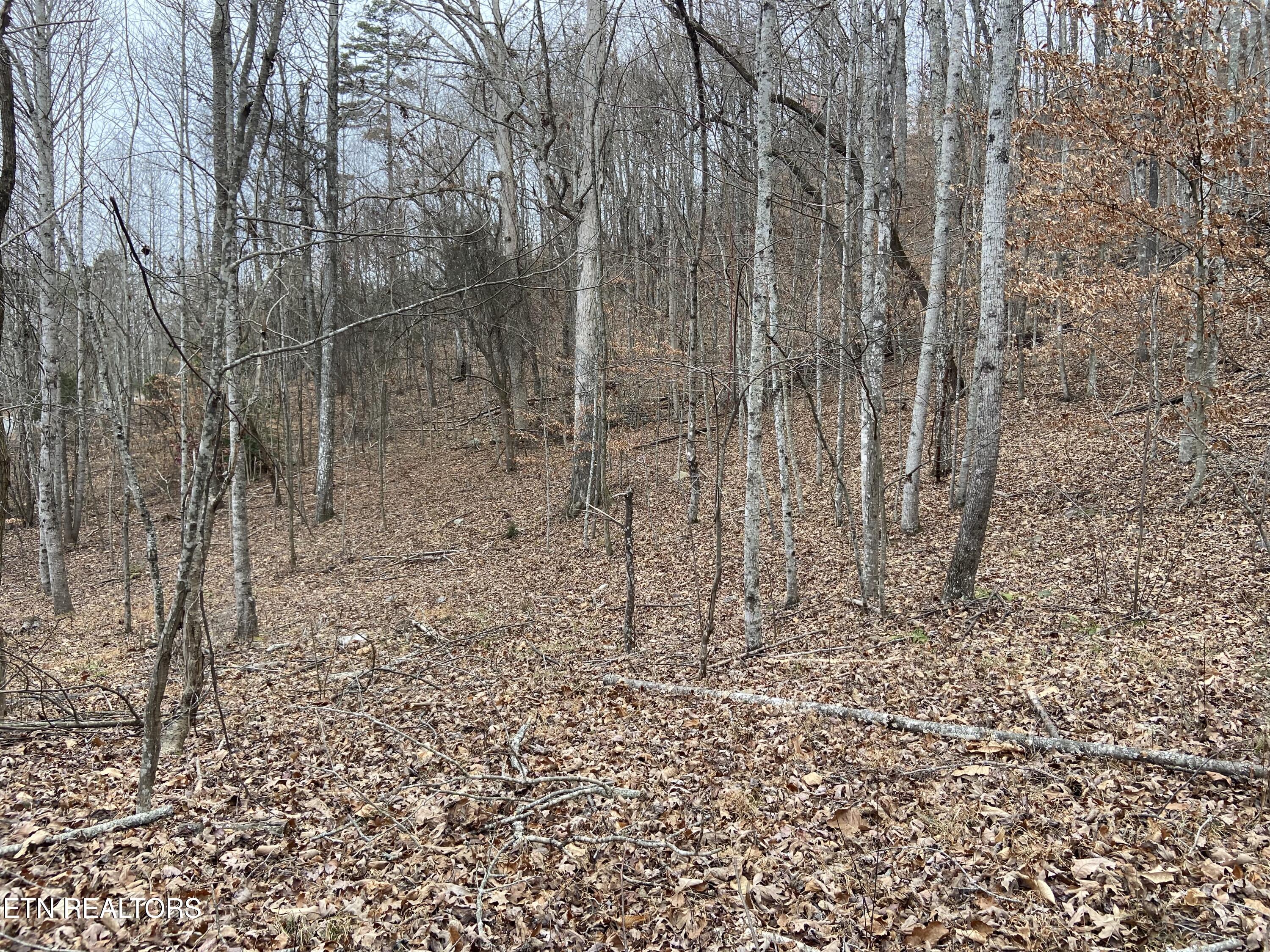 Timber Creek Road New Tazewell TN 37825