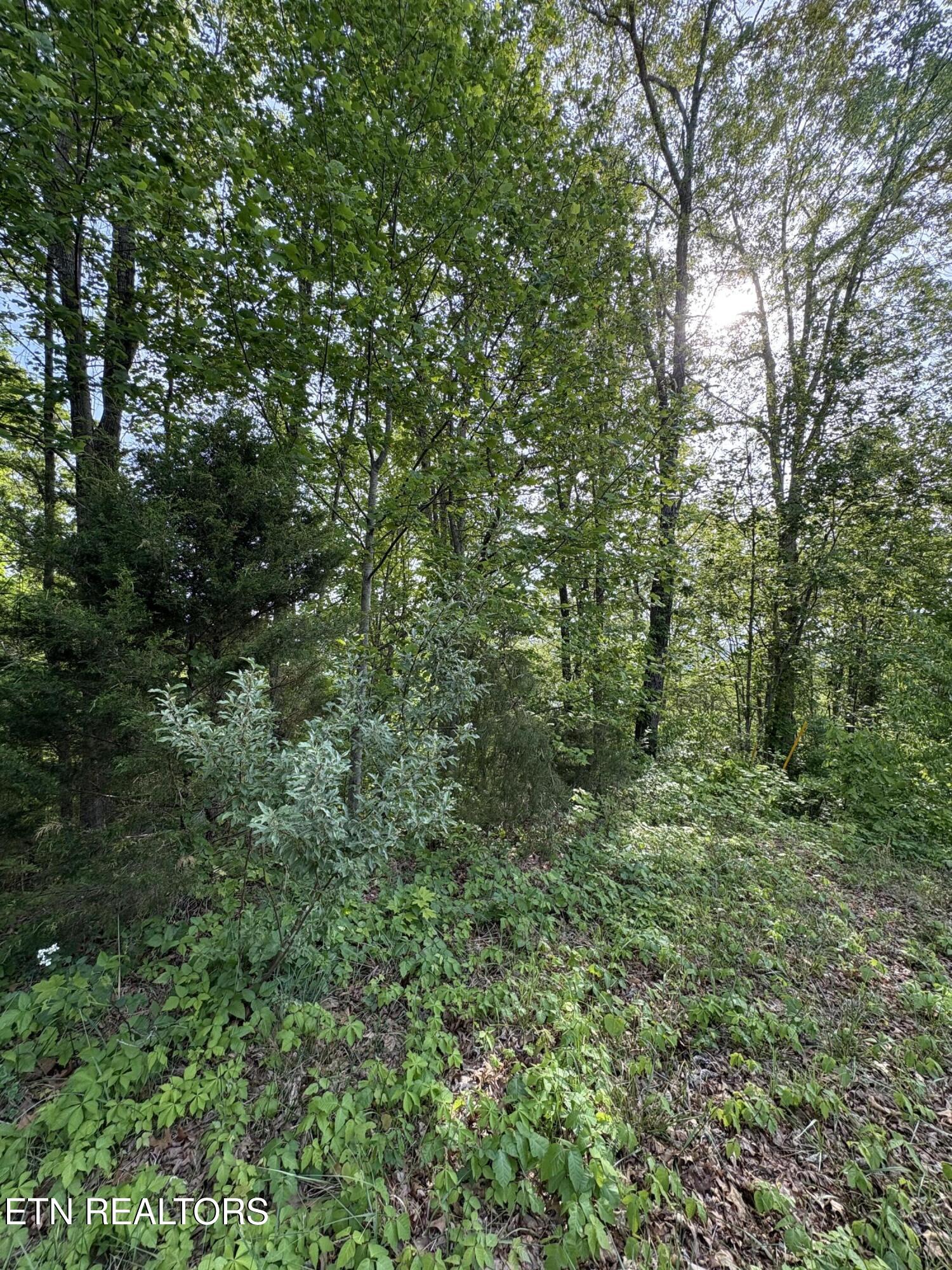 Lot 169 Saddleridge Drive Speedwell TN 37870