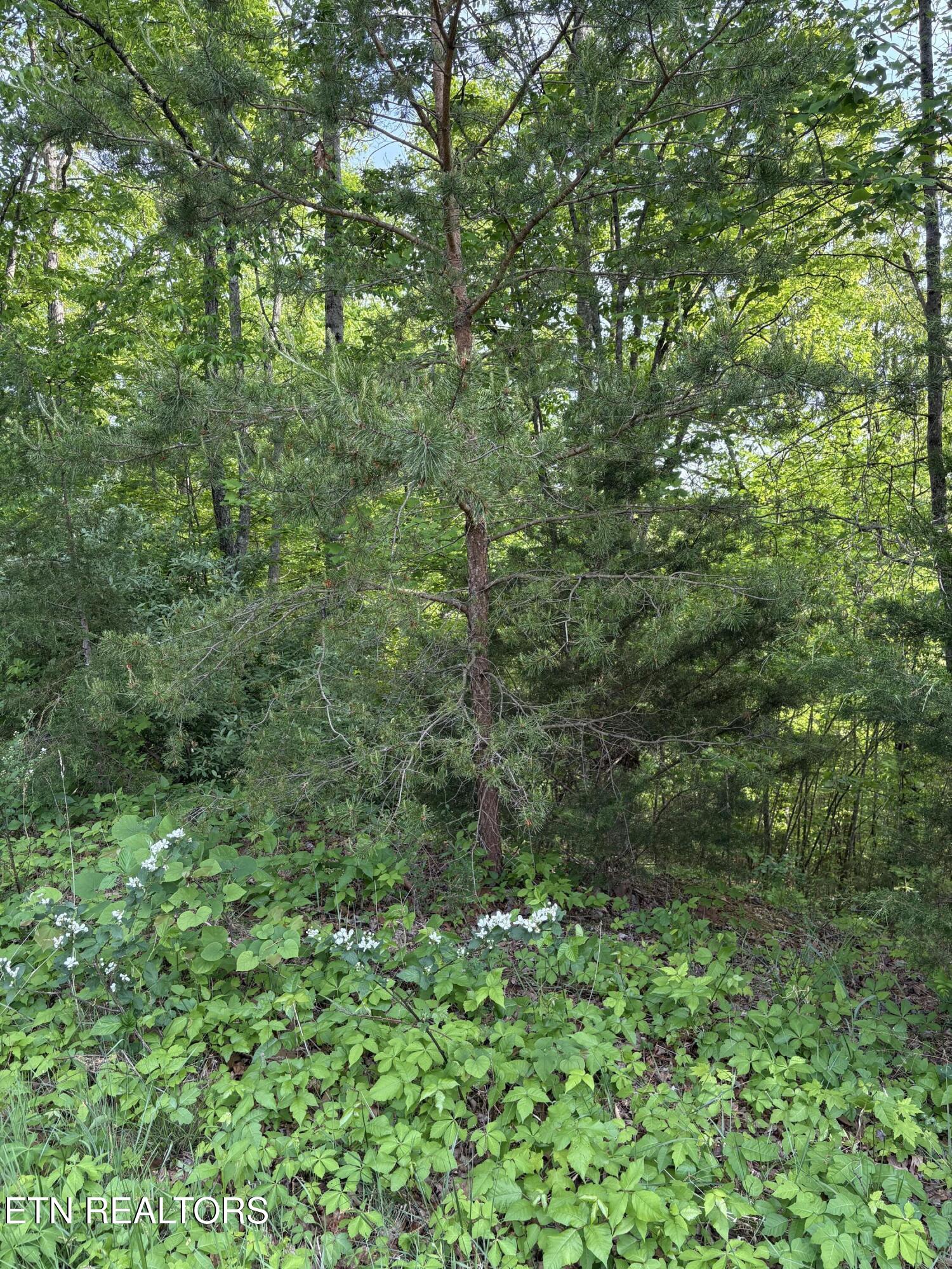 Lot 169 Saddleridge Drive Speedwell TN 37870