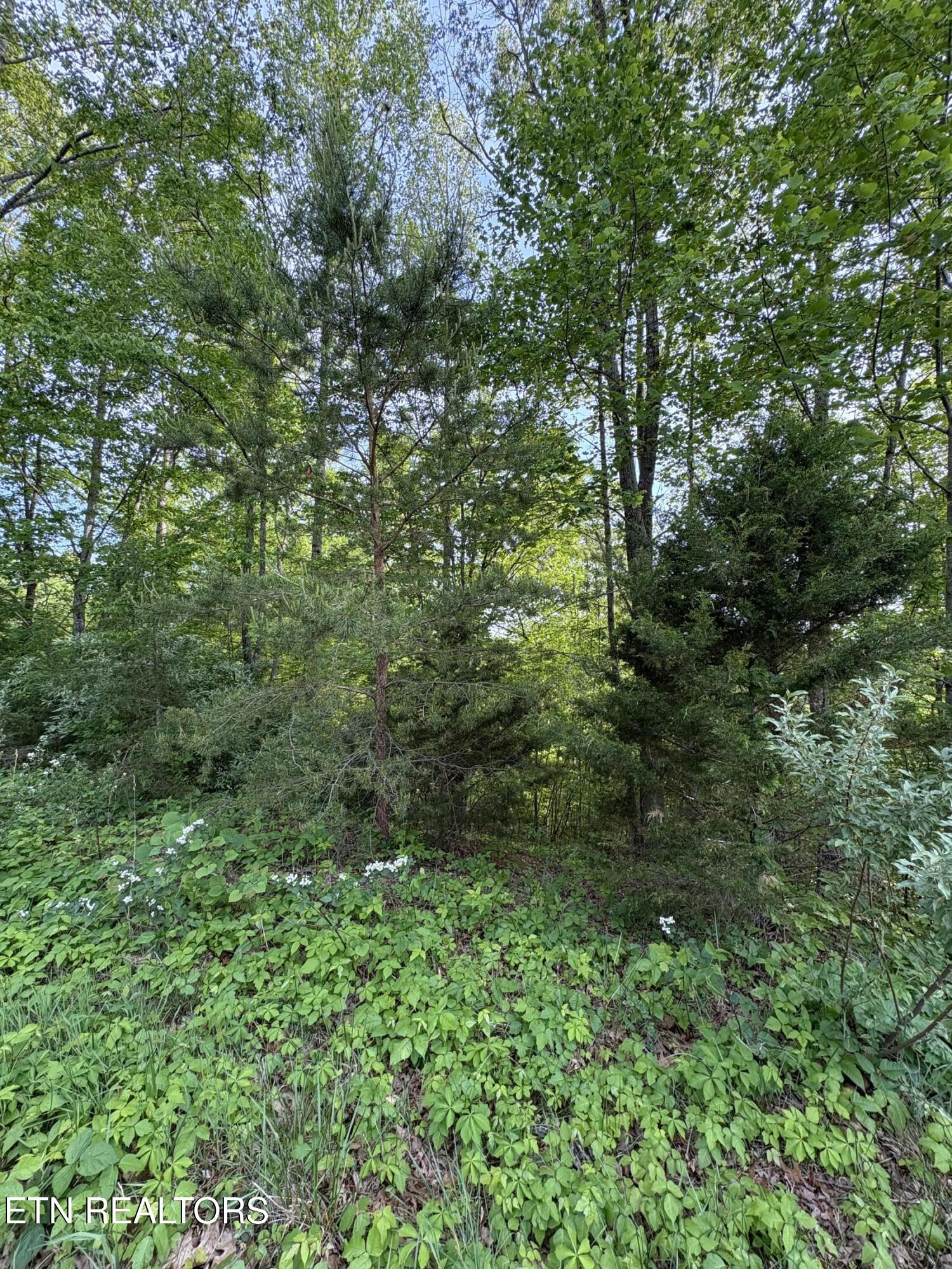 Lot 169 Saddleridge Drive Speedwell TN 37870